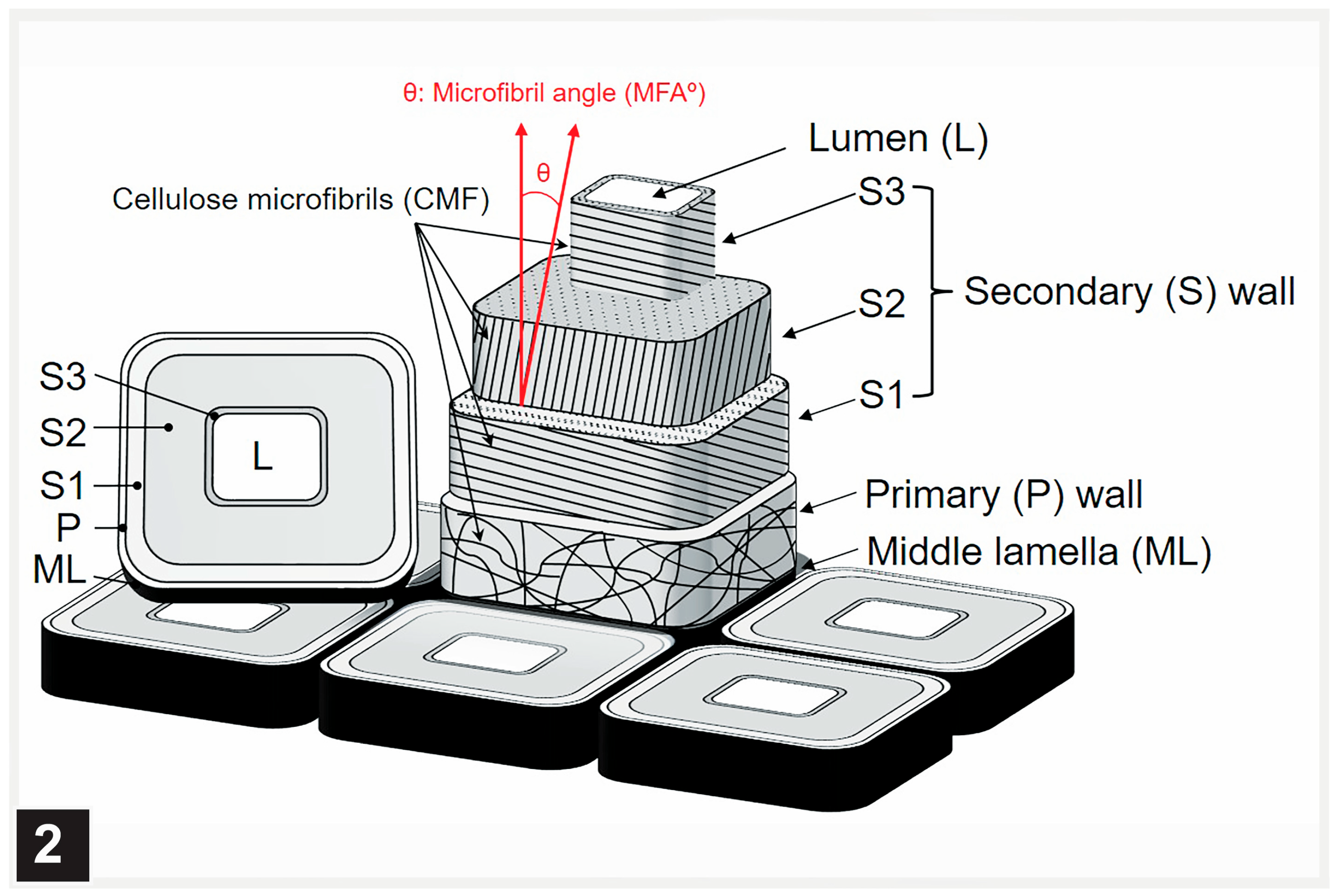 Forests 15 00889 g002