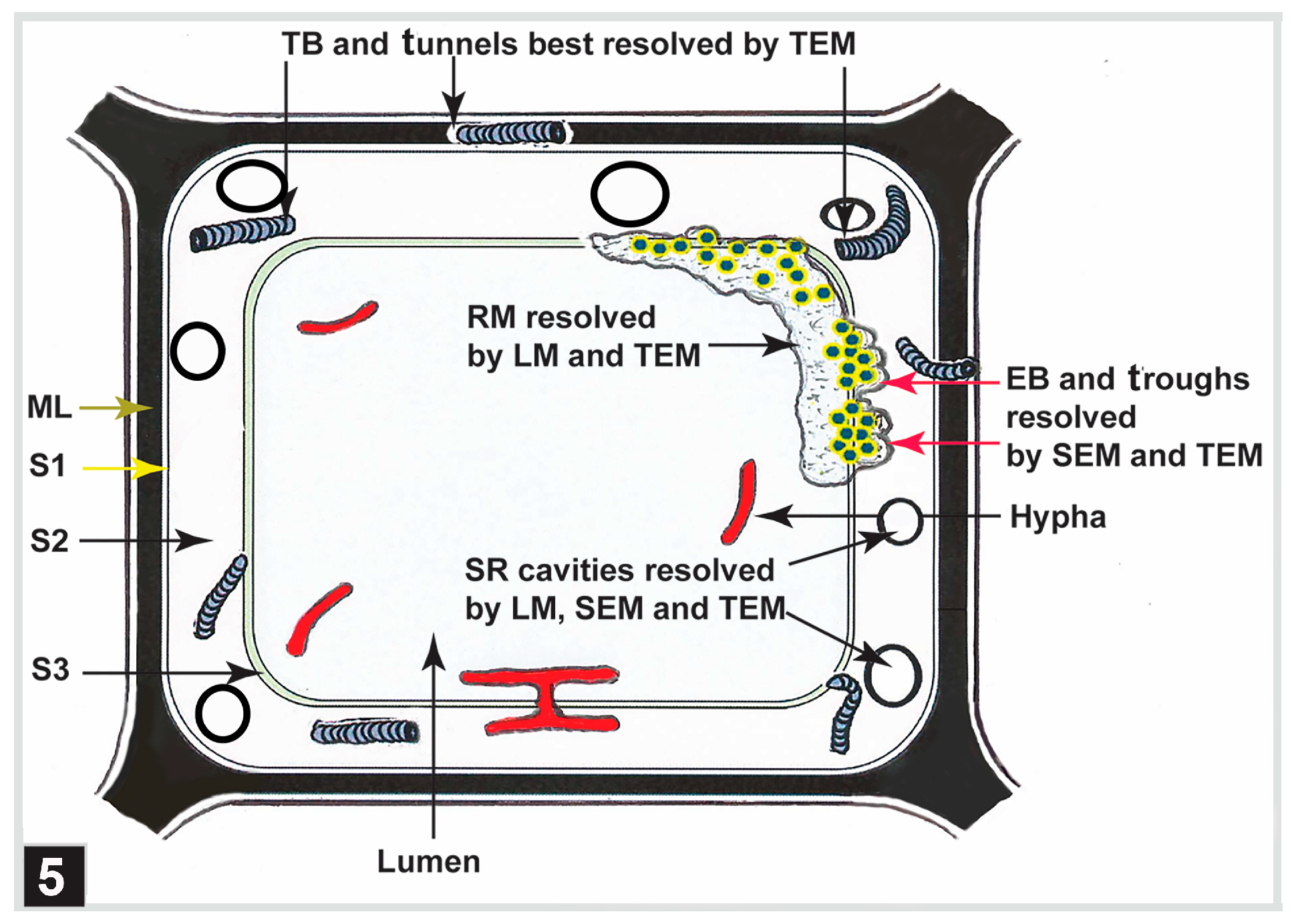 Forests 15 00889 g005
