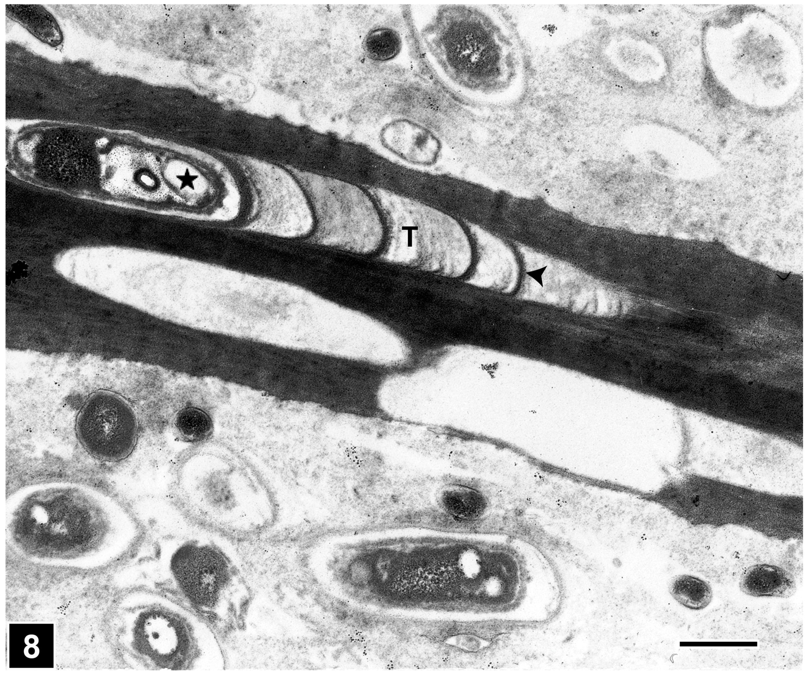 Forests 15 00889 g008