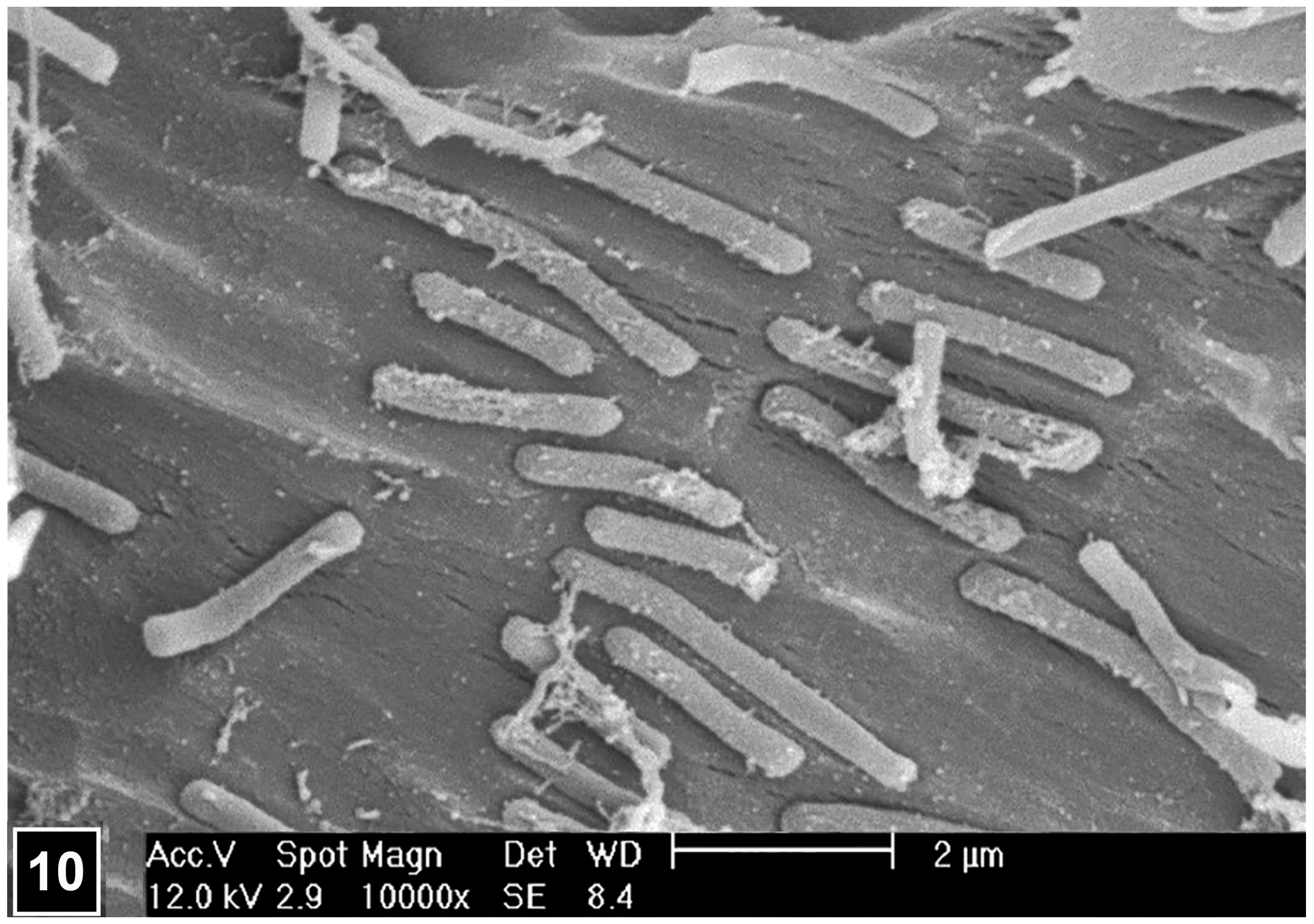 Forests 15 00889 g010