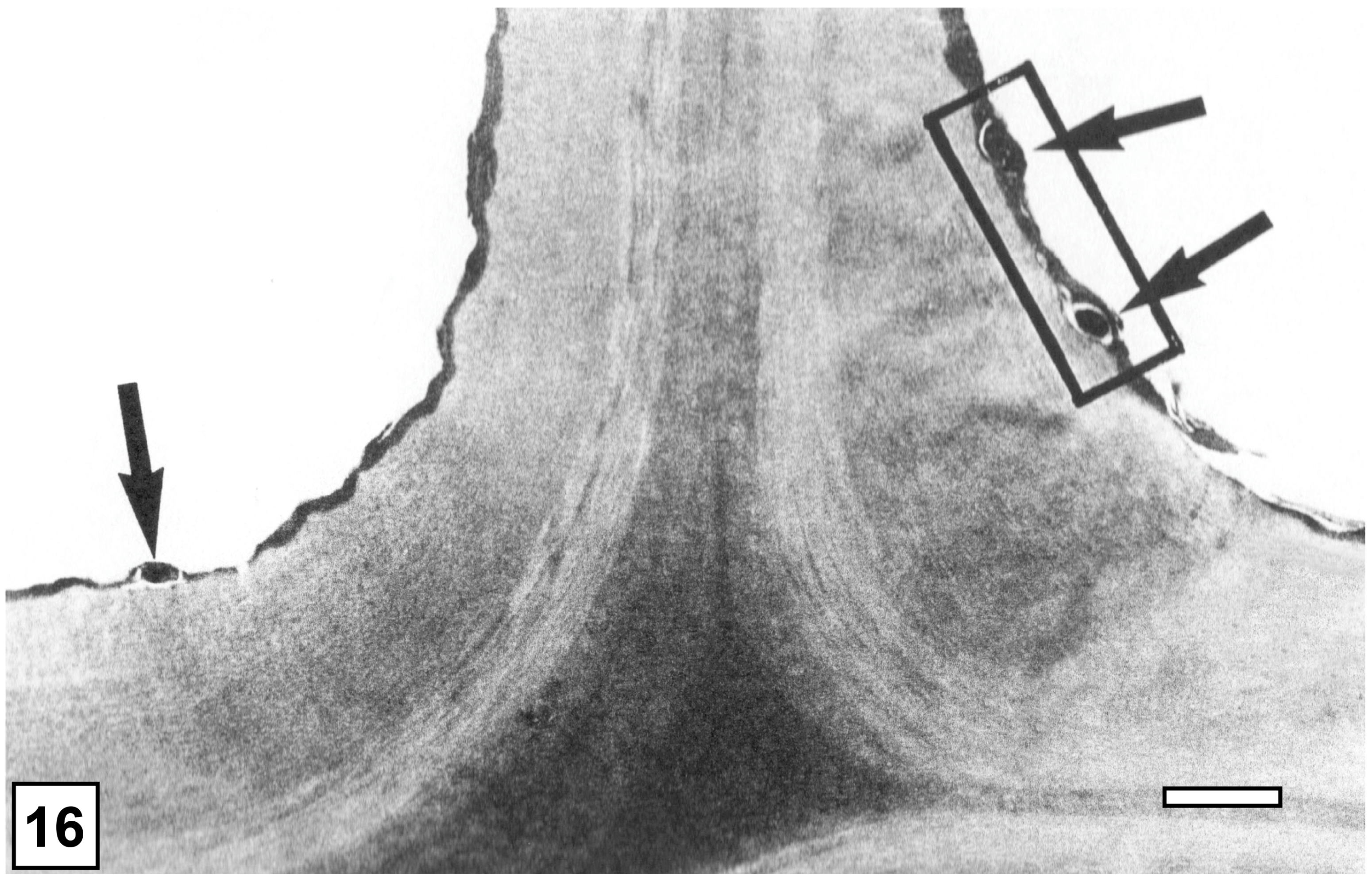 Forests 15 00889 g016