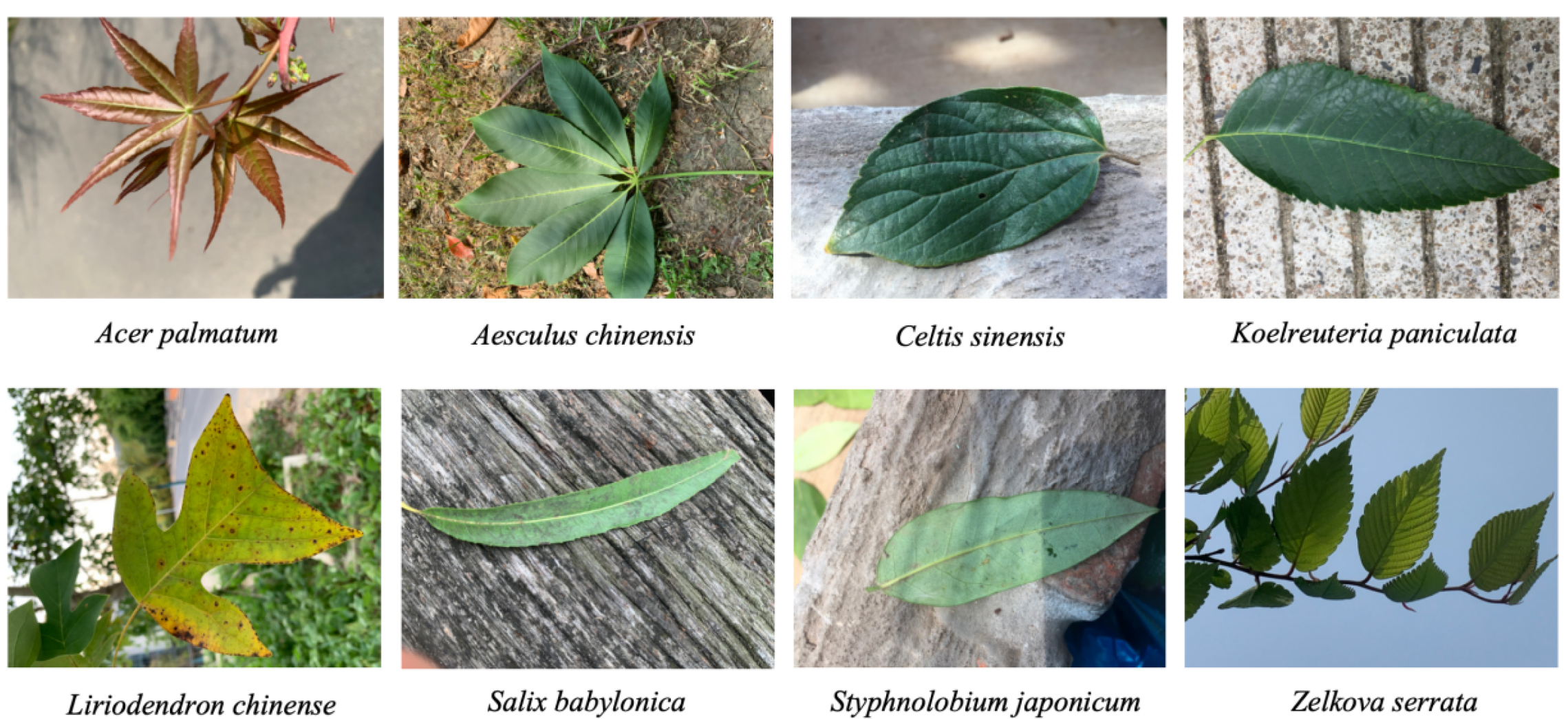 Forests 15 00894 g001