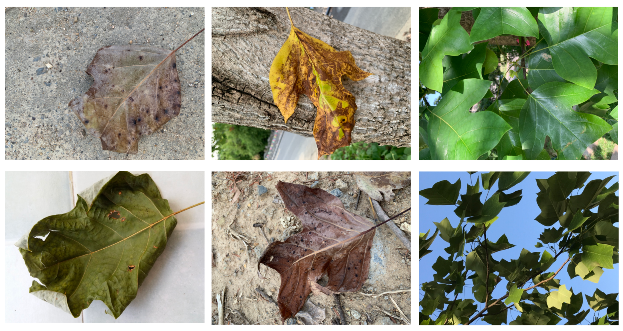 Forests 15 00894 g002