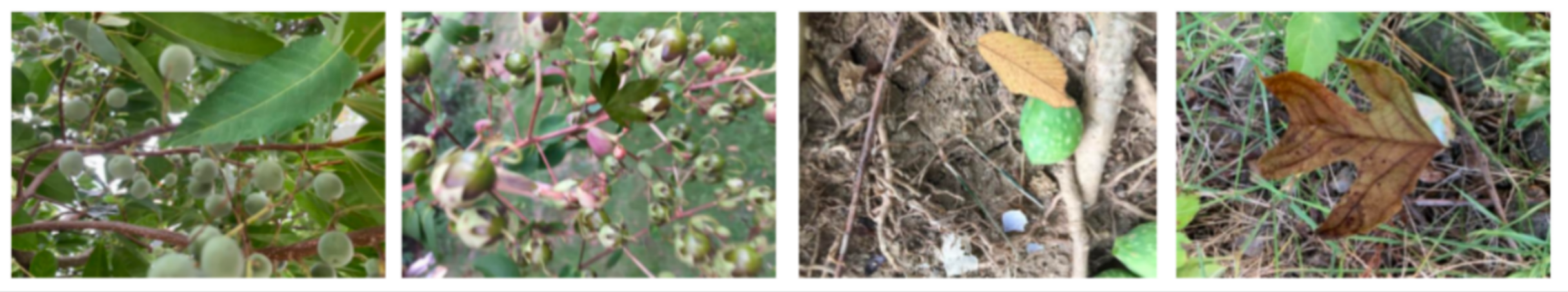 Forests 15 00894 g003