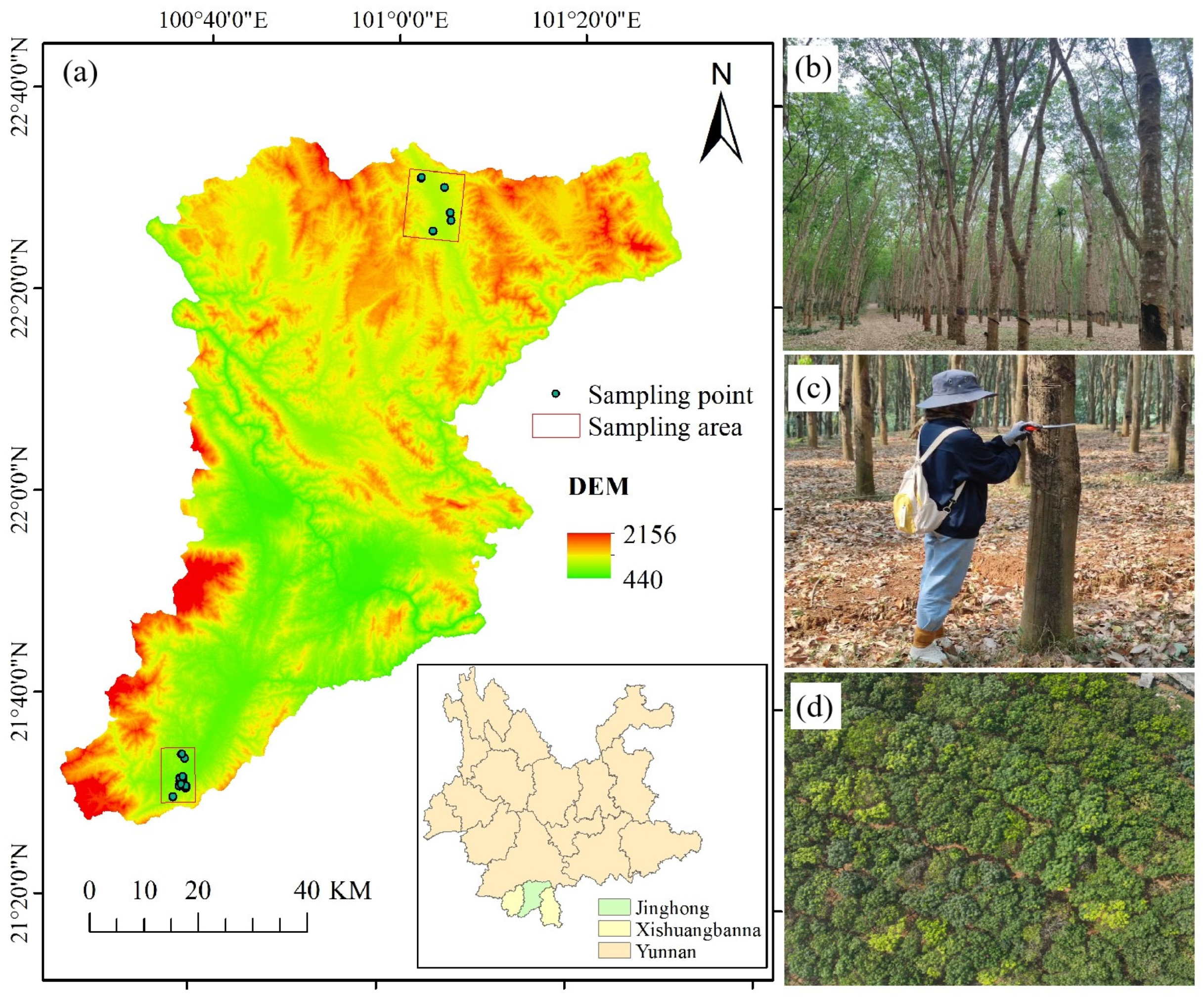 Forests 15 00900 g001