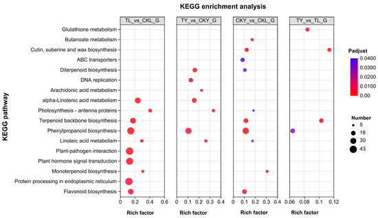 Effects of UVA on Flavonol Accumulation in Ginkgo biloba