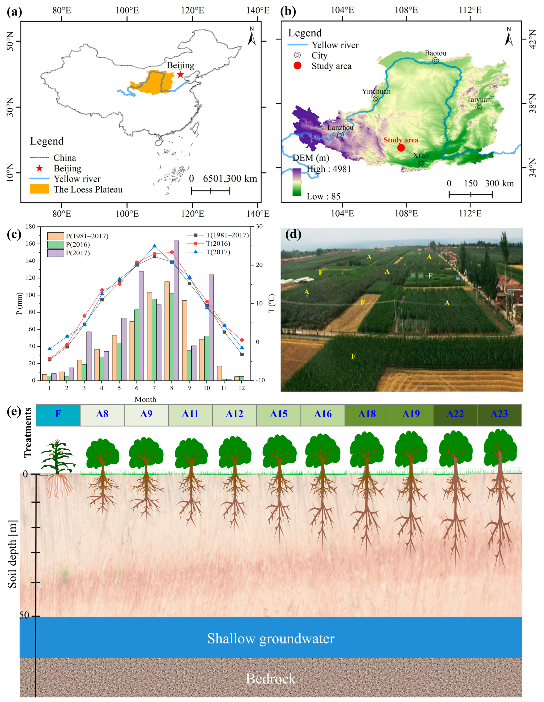 Impacts of Deep-Rooted Apple Tree on Soil Water Balance in