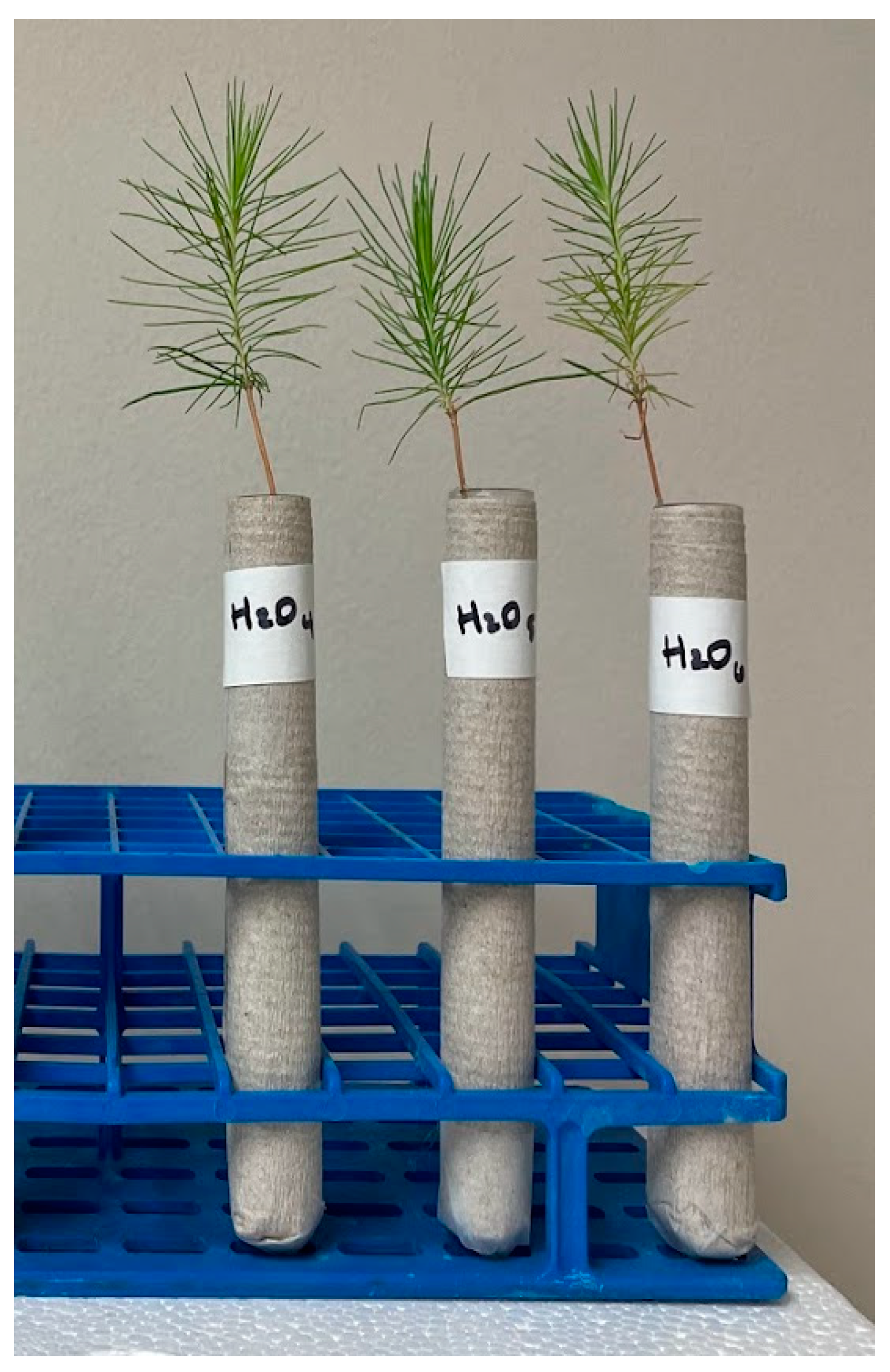 Forests 15 00938 g001