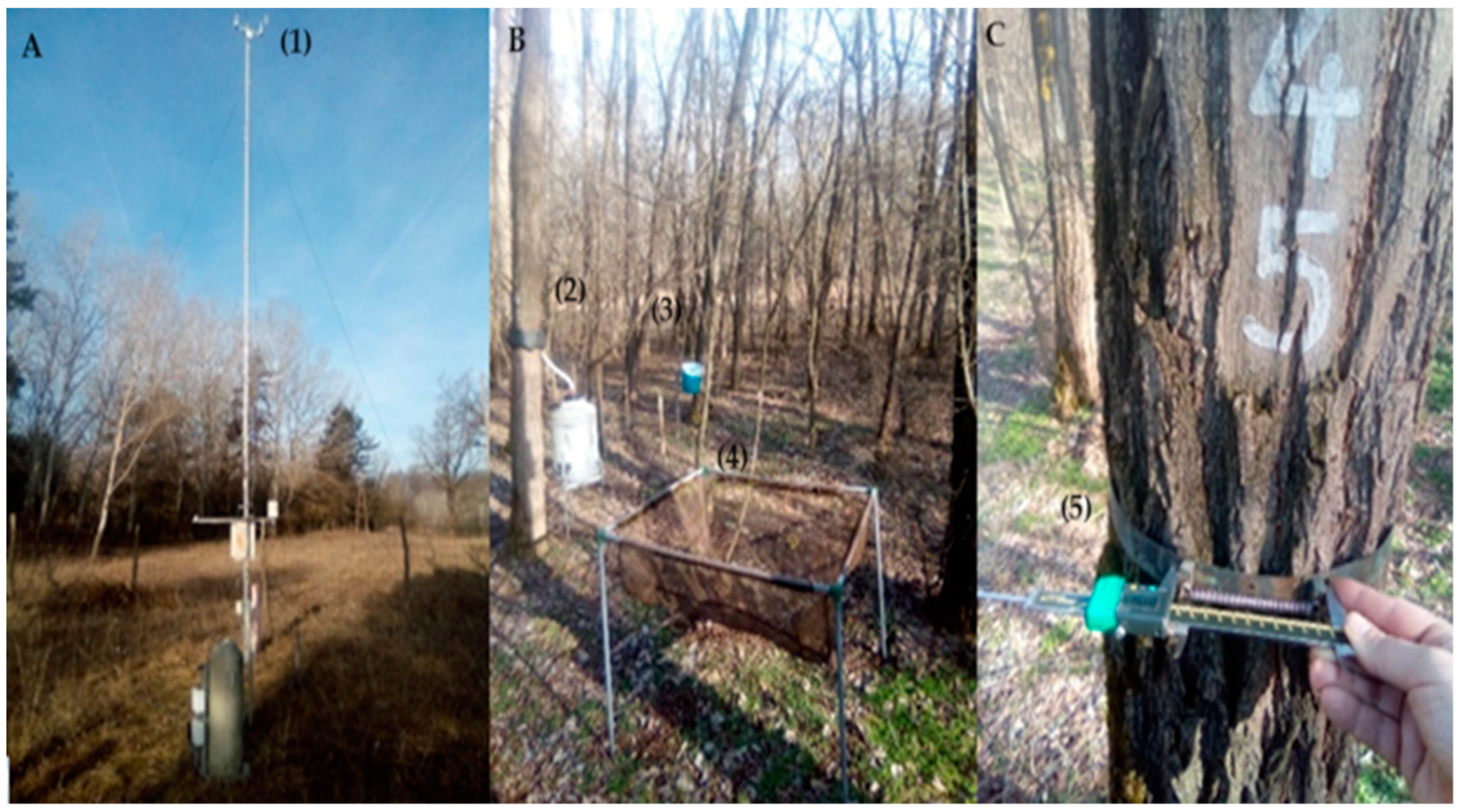 Forests 15 00941 g002