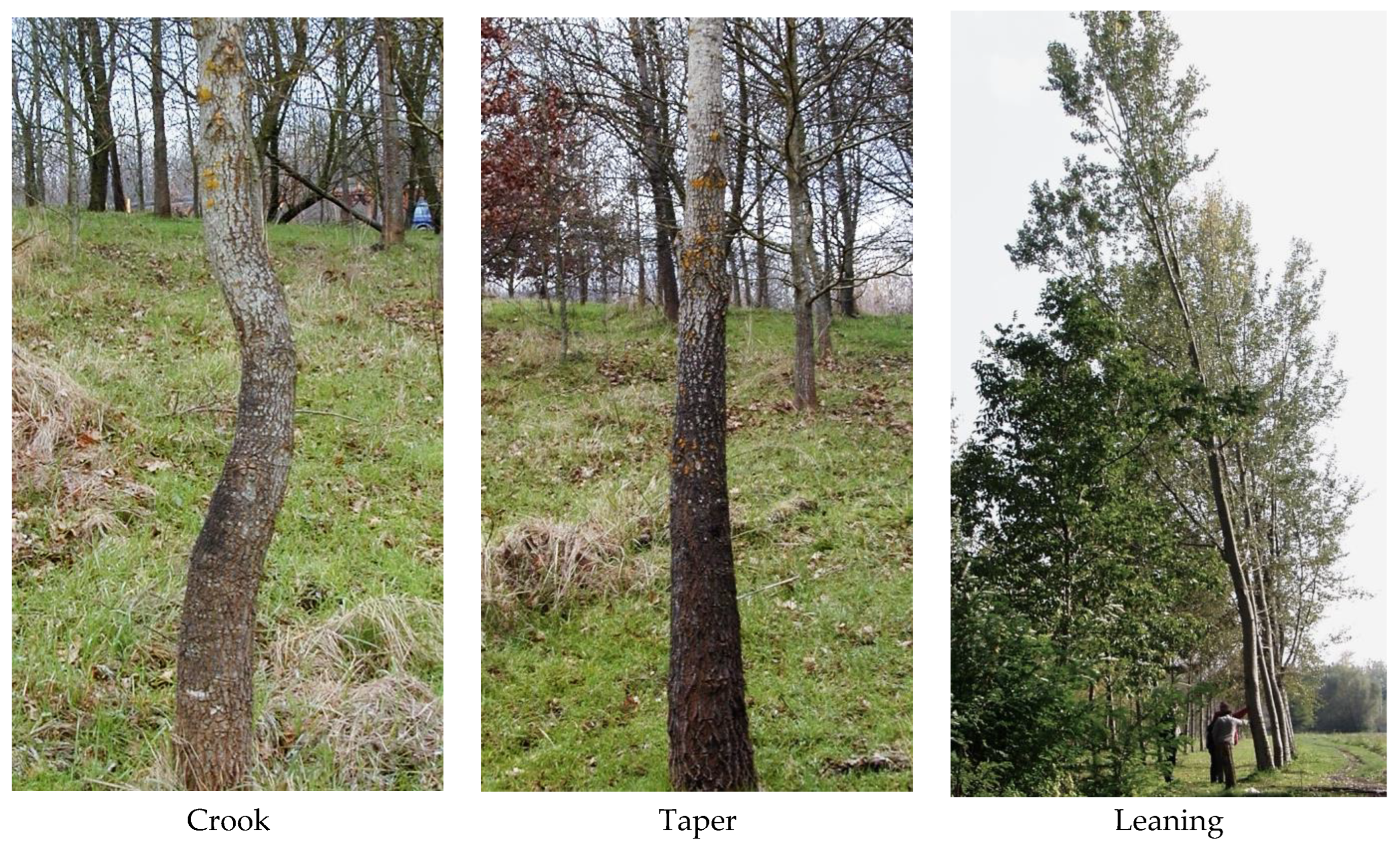 Advancements in Wood Quality Assessment: Standing Tree Visual 