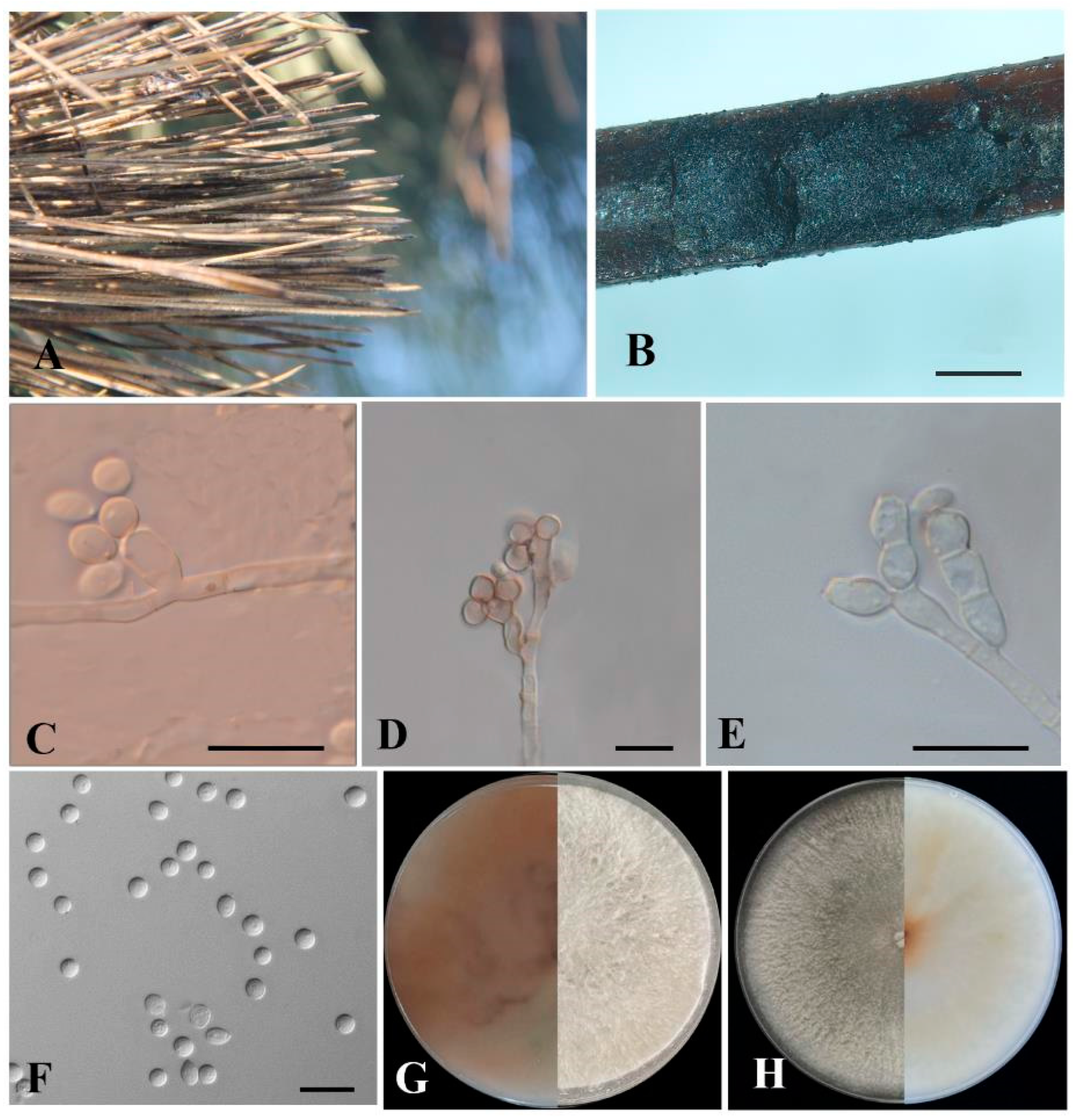 Forests 15 00956 g004