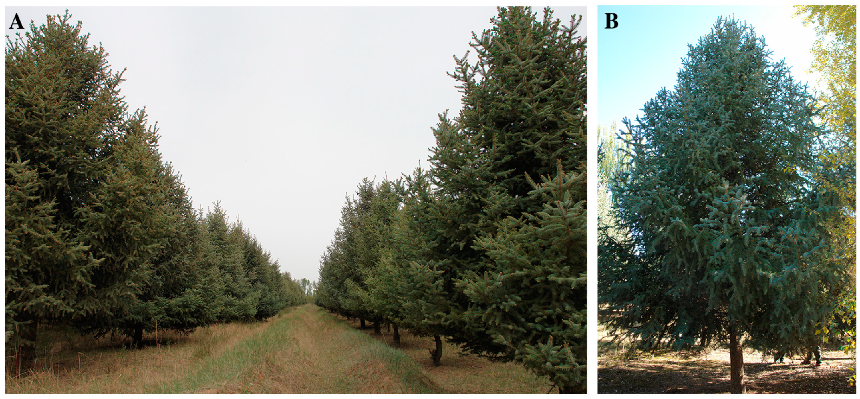 Forests 15 00960 g002