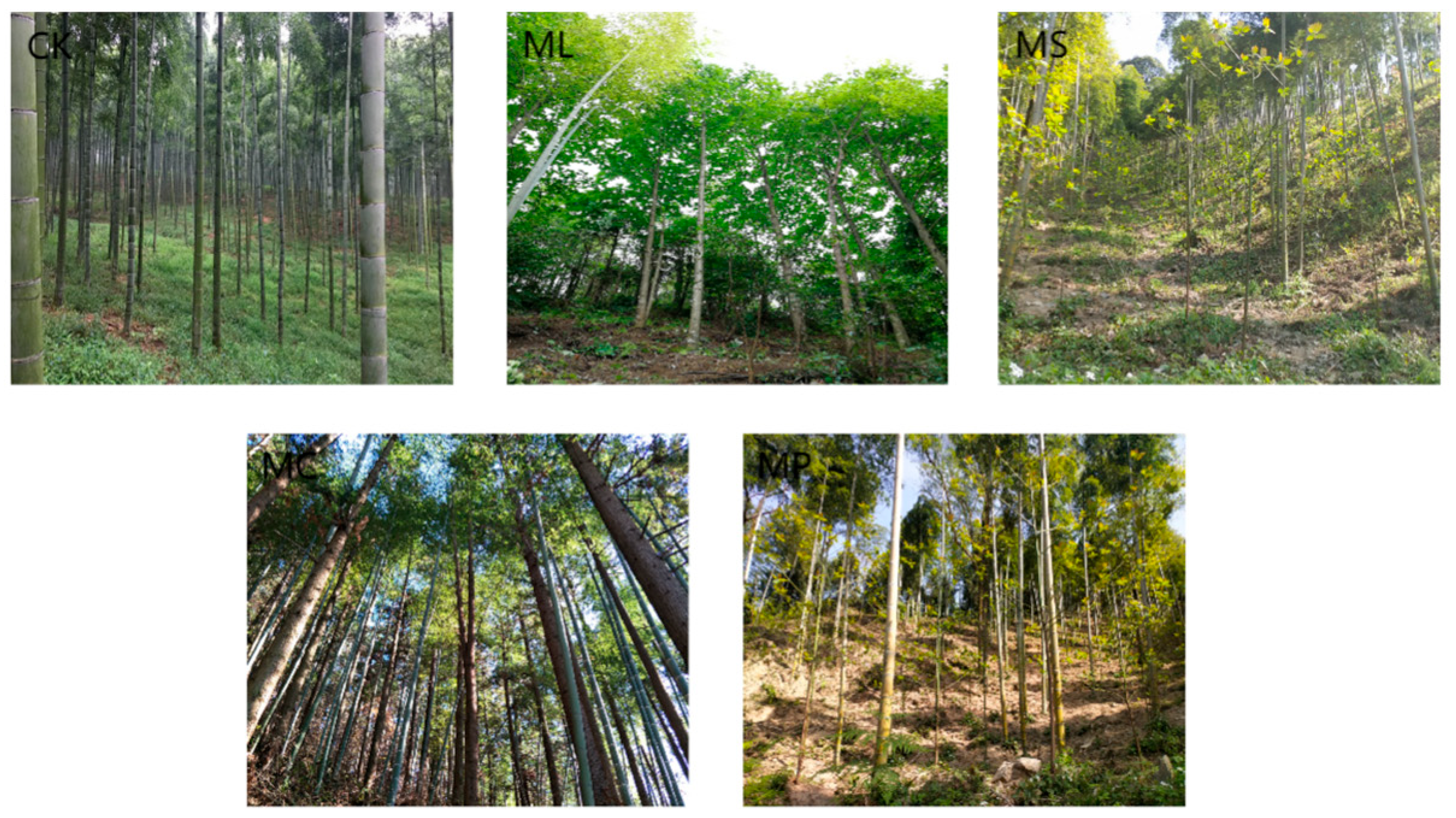 Forests 15 00971 g001