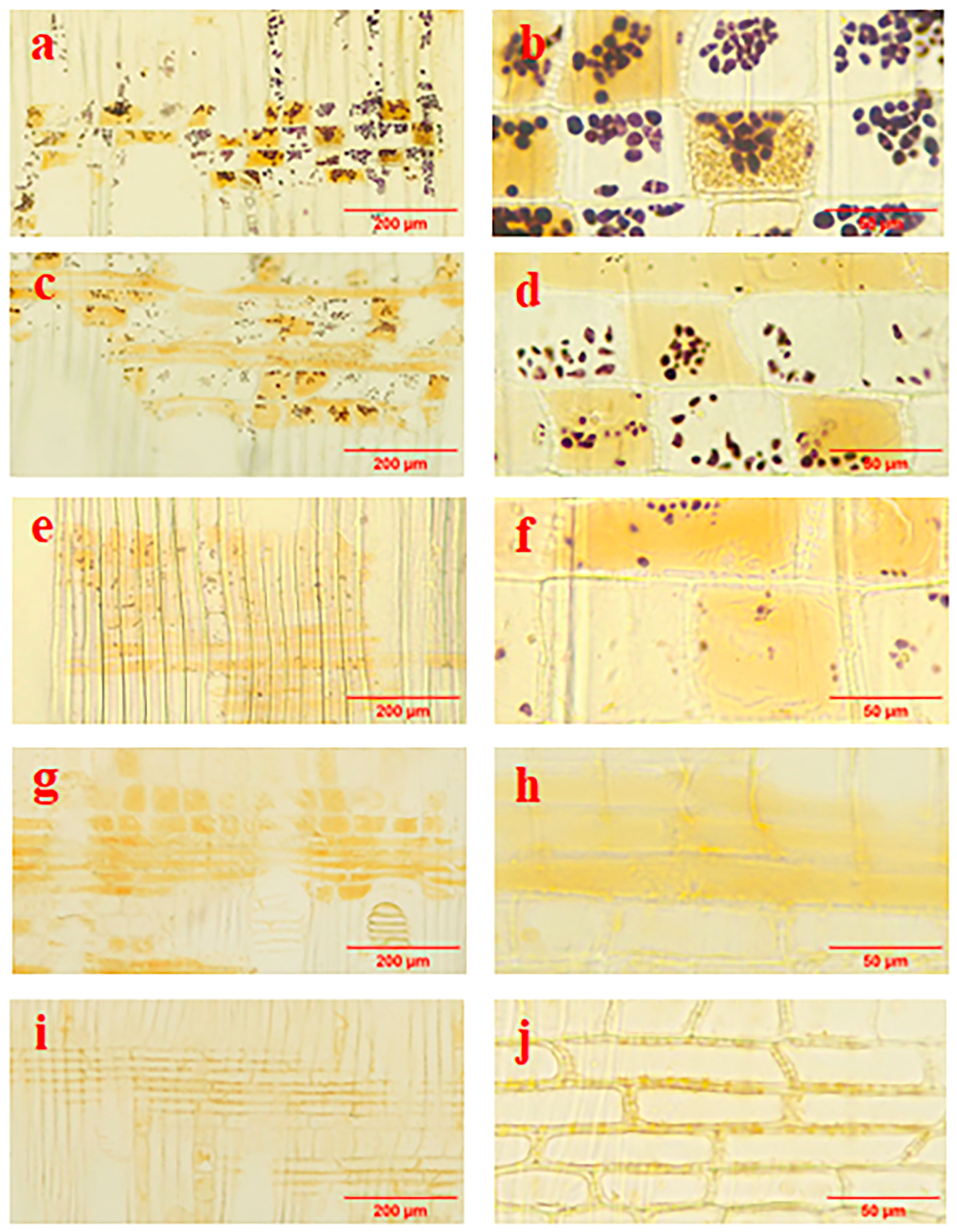 Forests 15 00984 g002