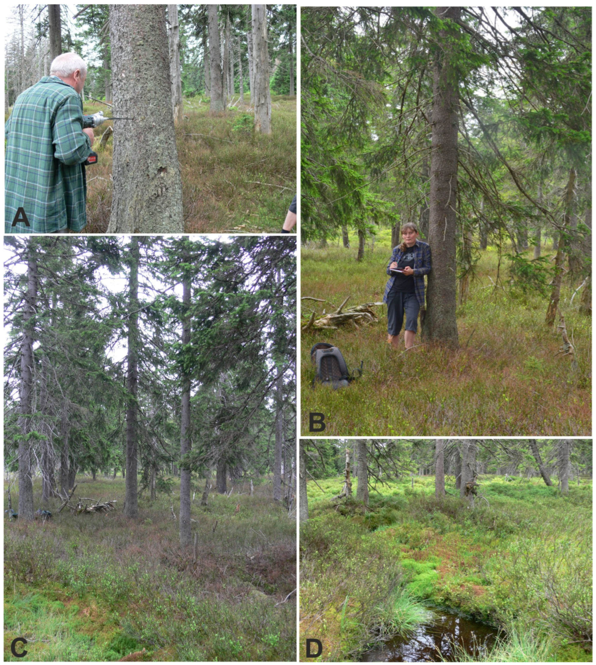 Forests 15 00986 g003