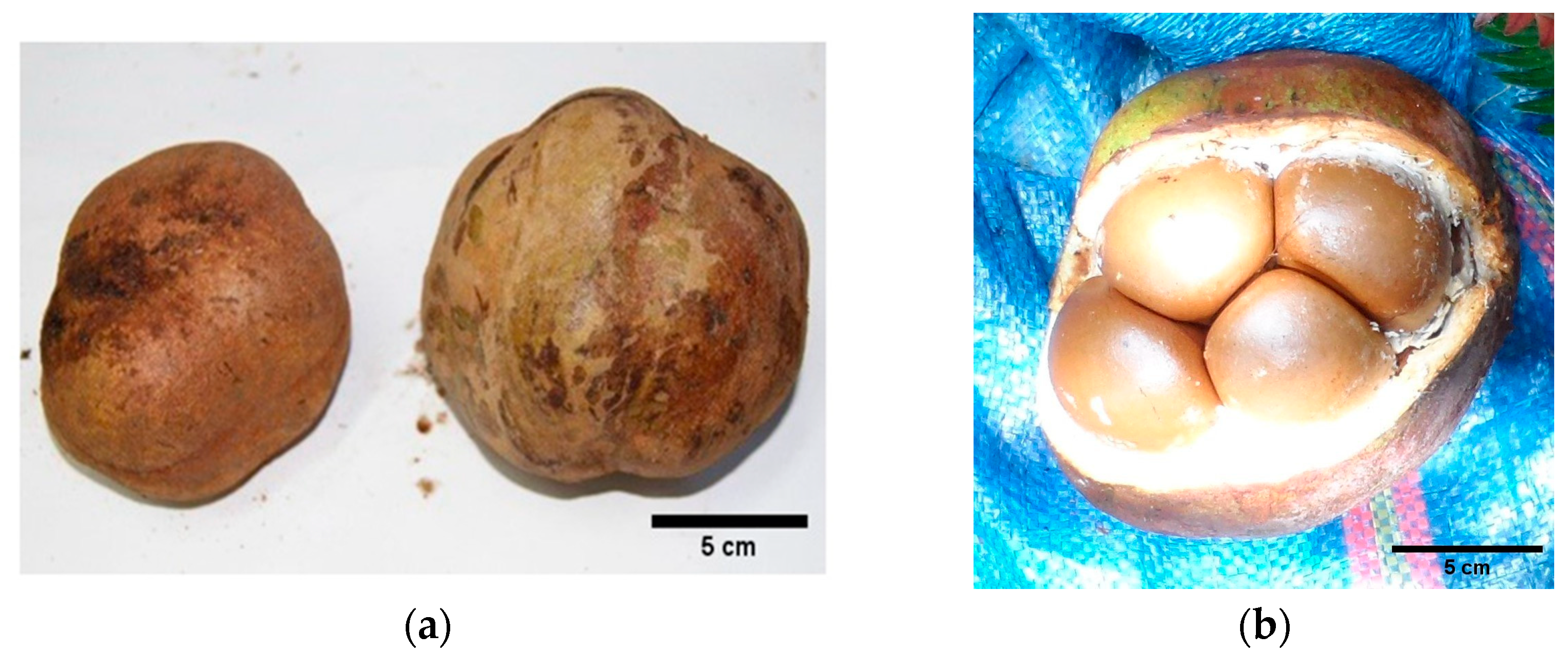 Forests 15 00987 g004