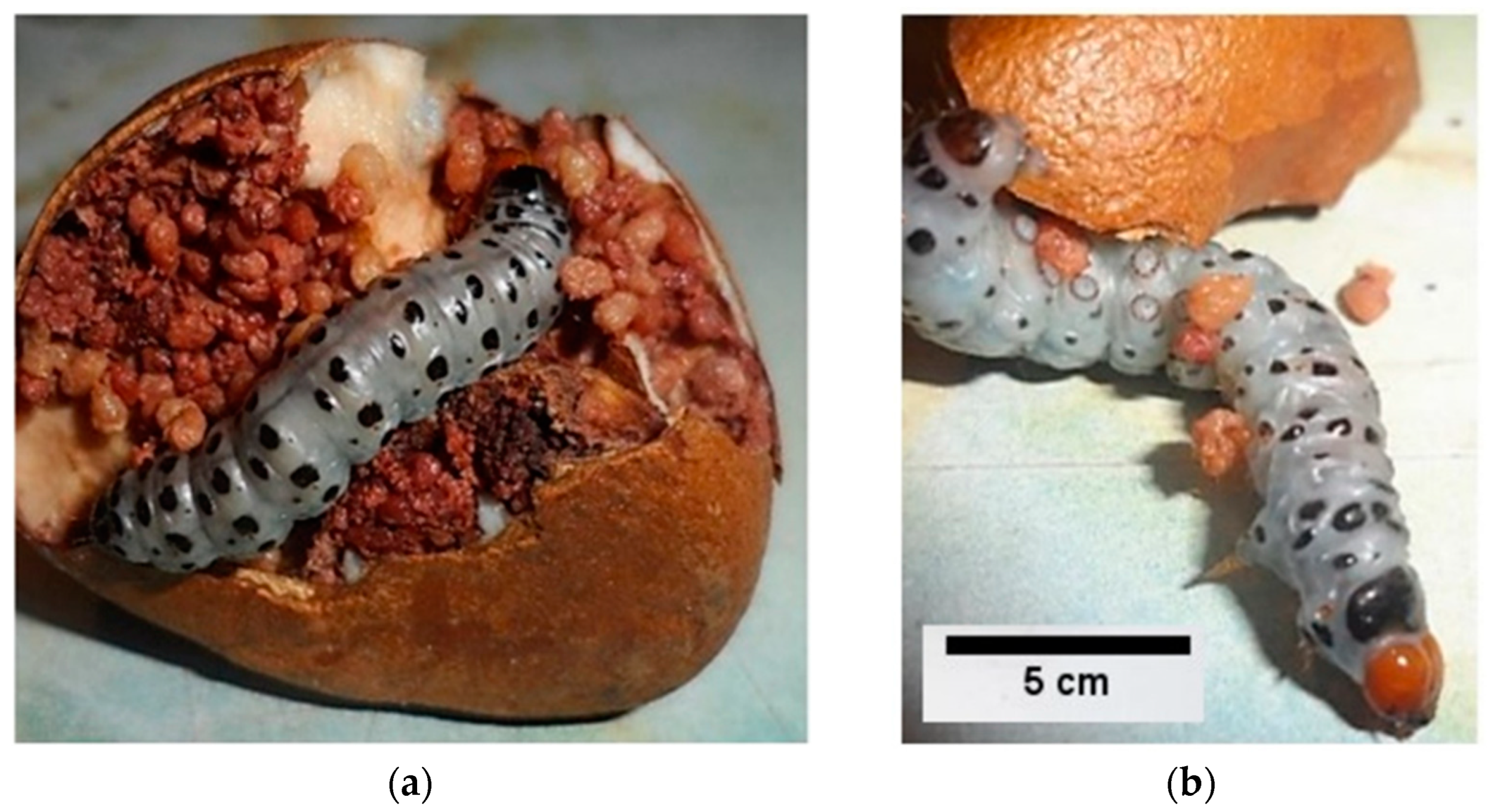 Forests 15 00987 g005
