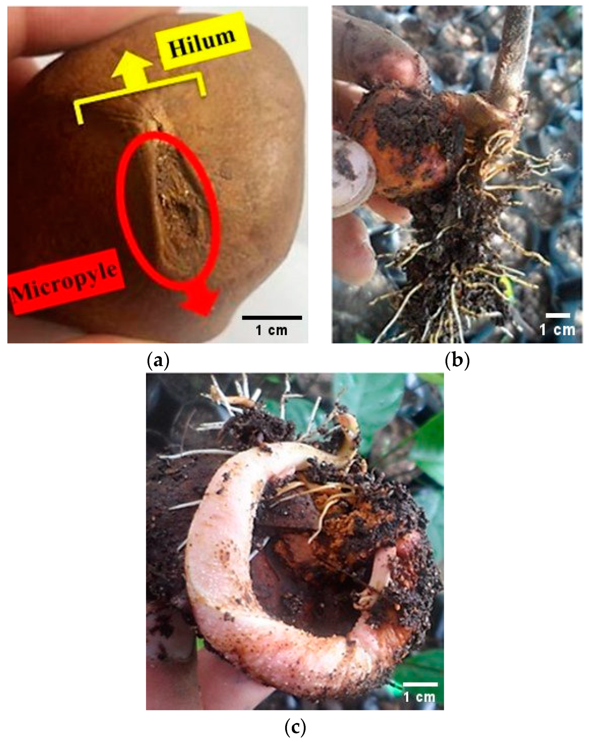 Forests 15 00987 g006