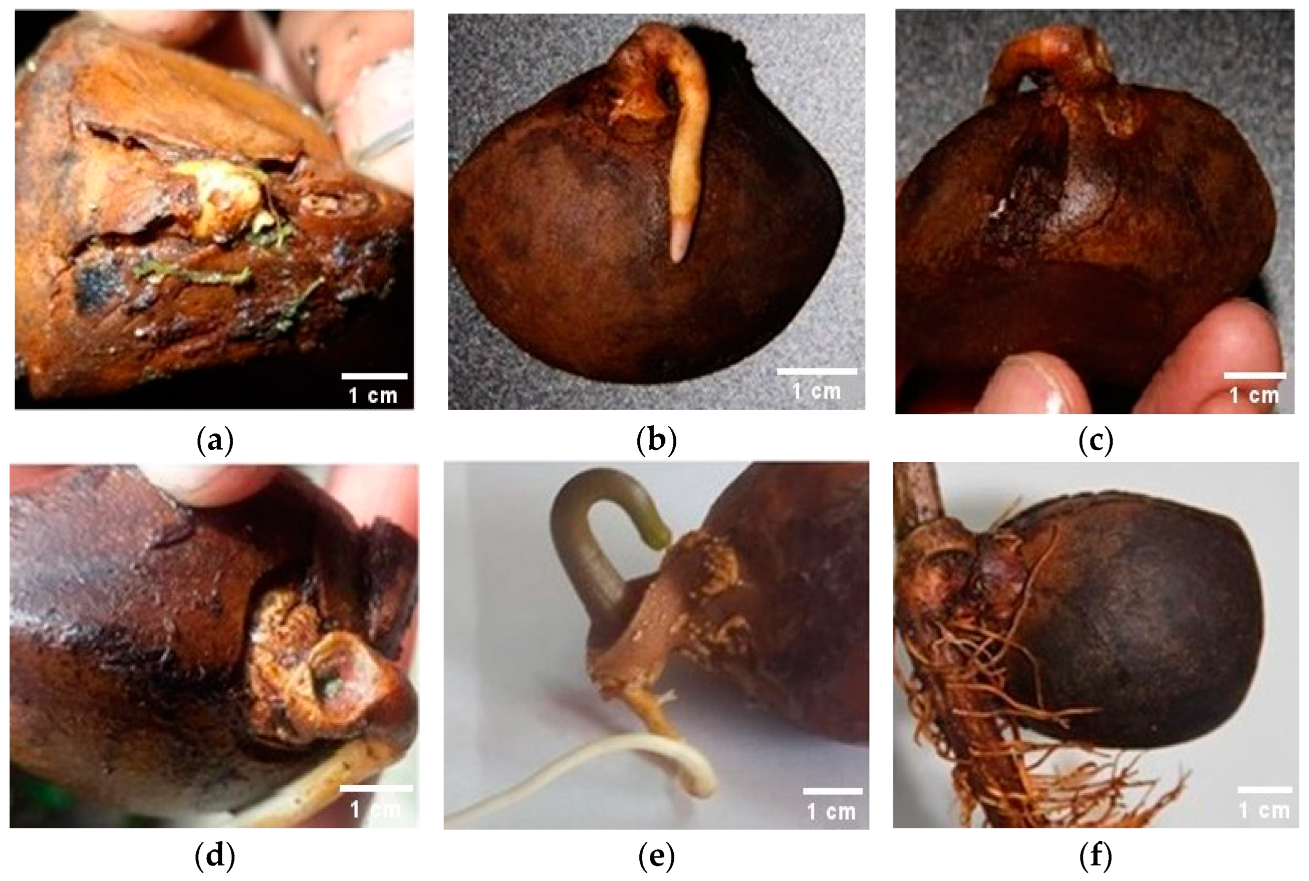 Forests 15 00987 g007