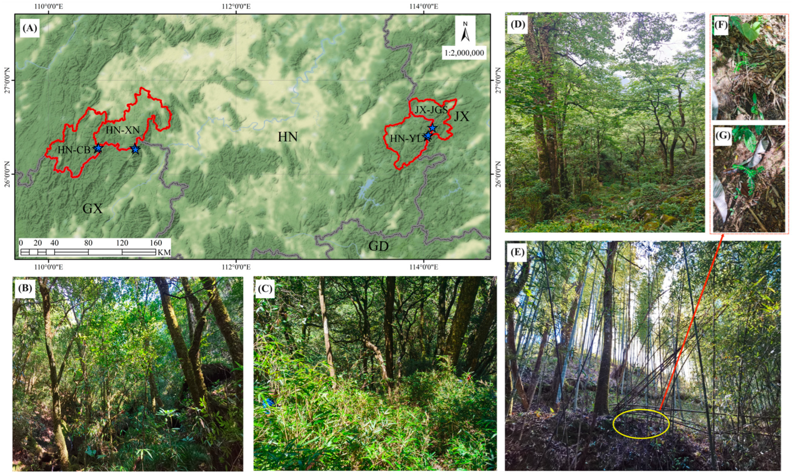 Forests 15 01001 g001