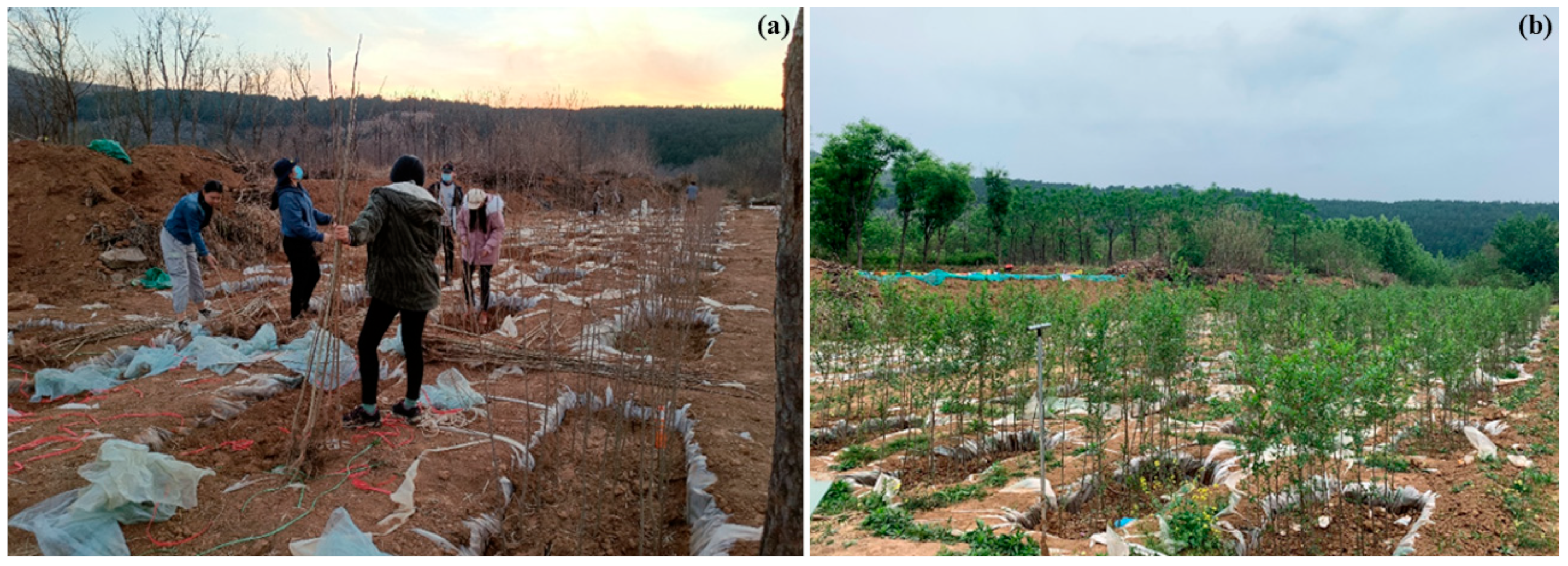 Forests 15 01004 g001