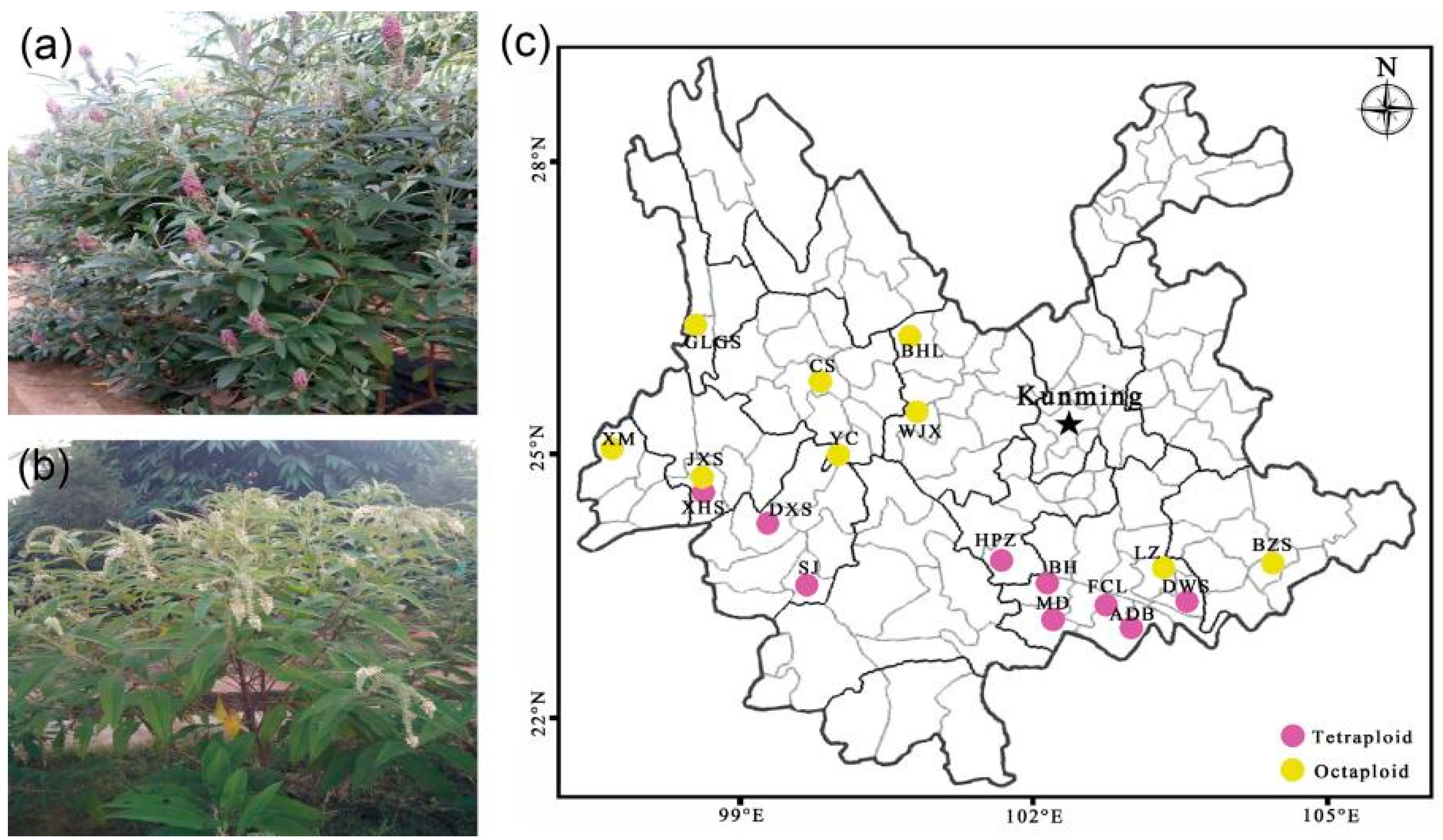 Differentiation in Leaf Functional Traits and Driving