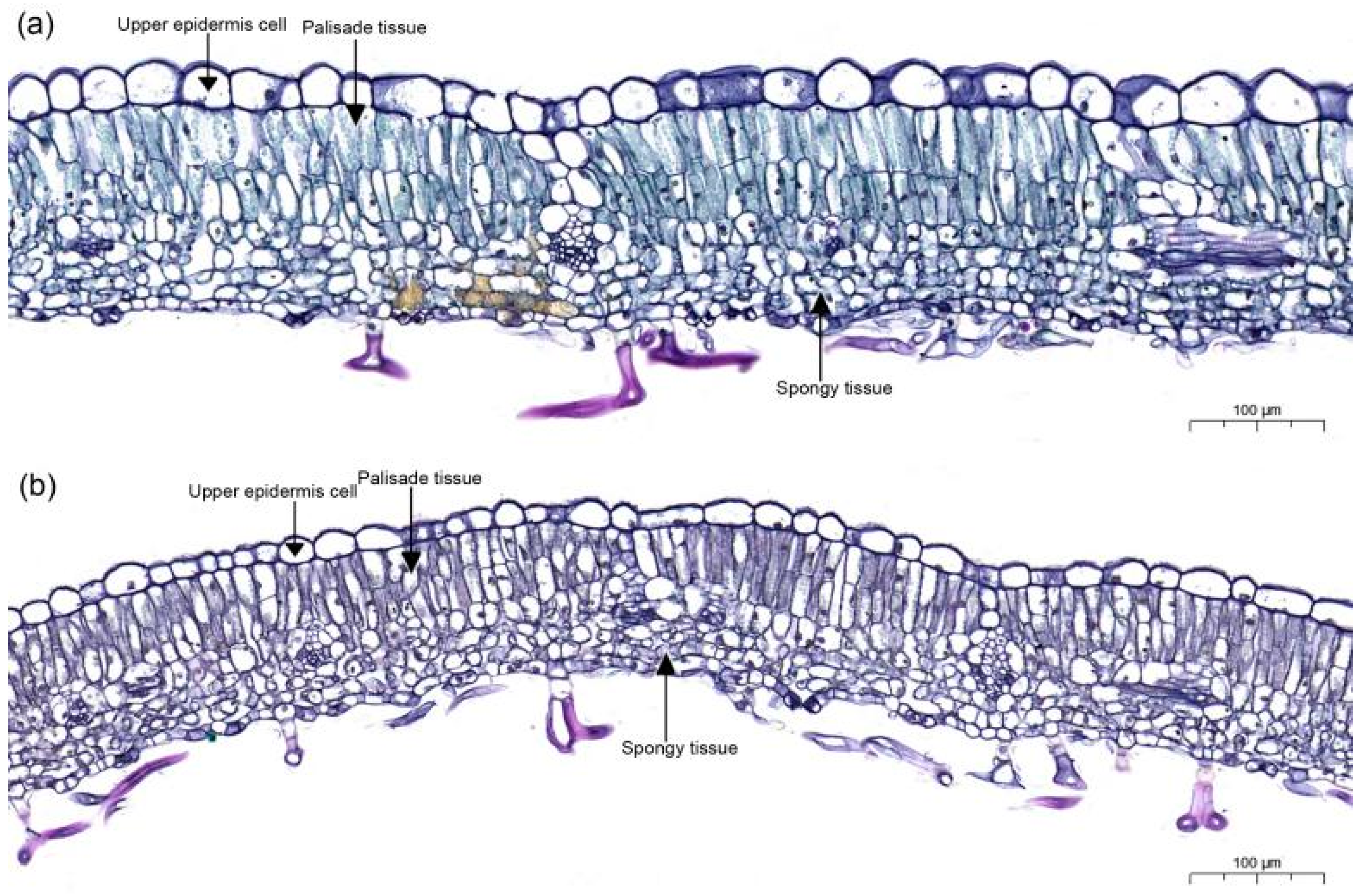 Differentiation in Leaf Functional Traits and Driving