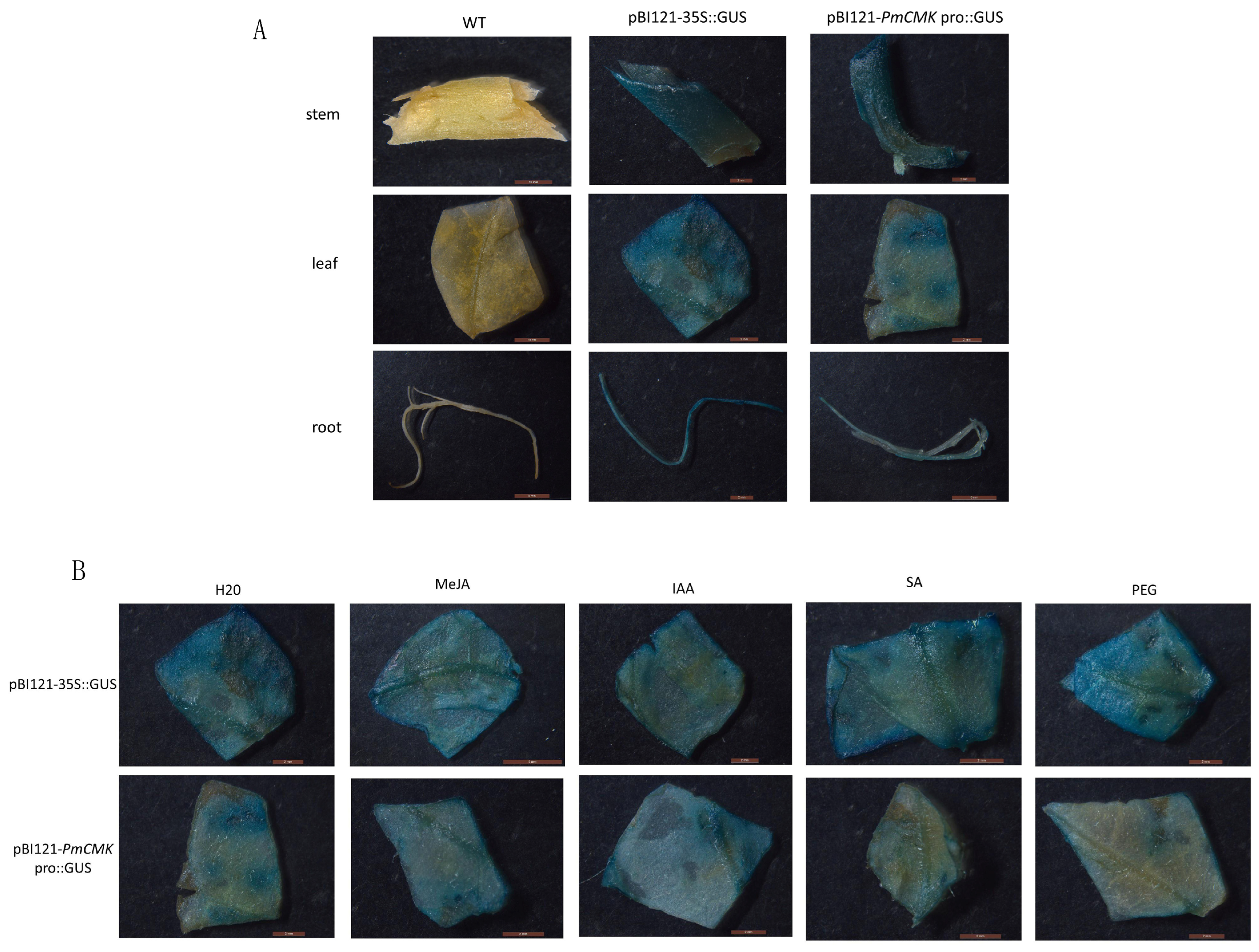 Forests 15 01019 g005