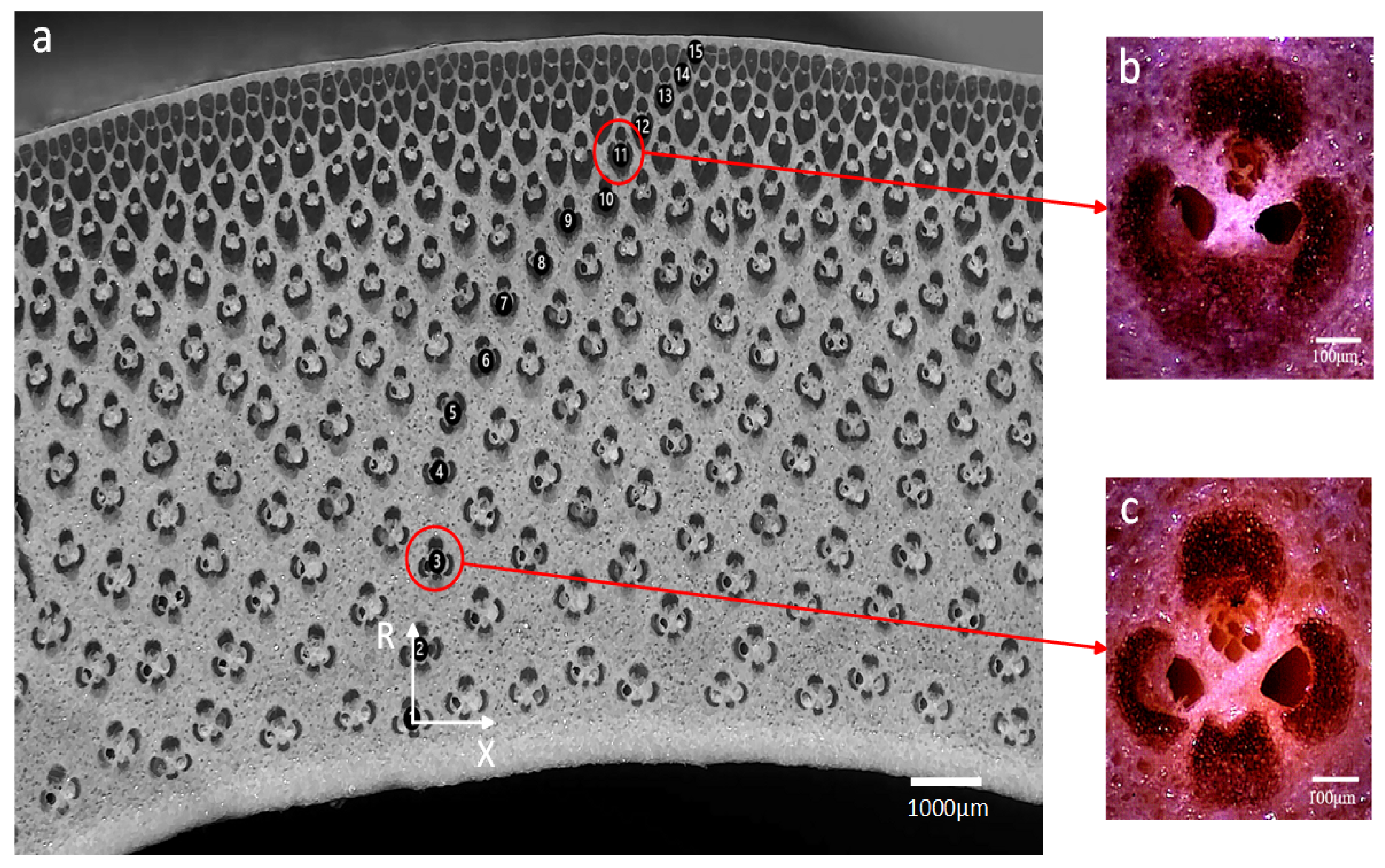 Forests 15 01023 g003
