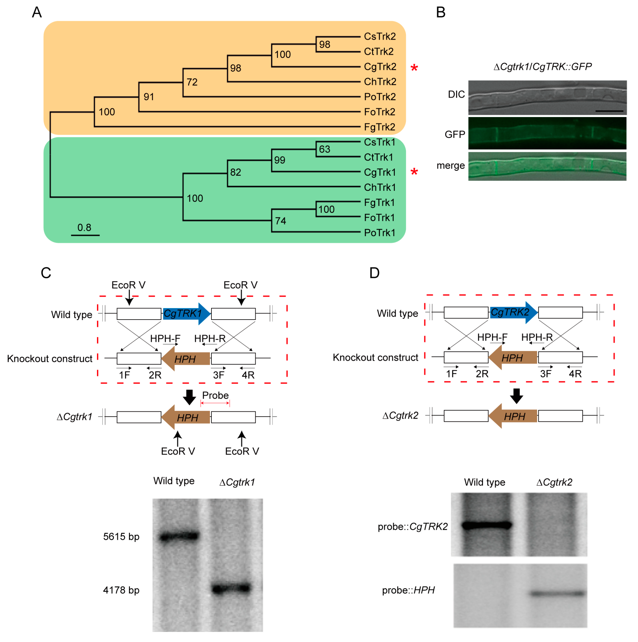 Forests 15 01044 g001