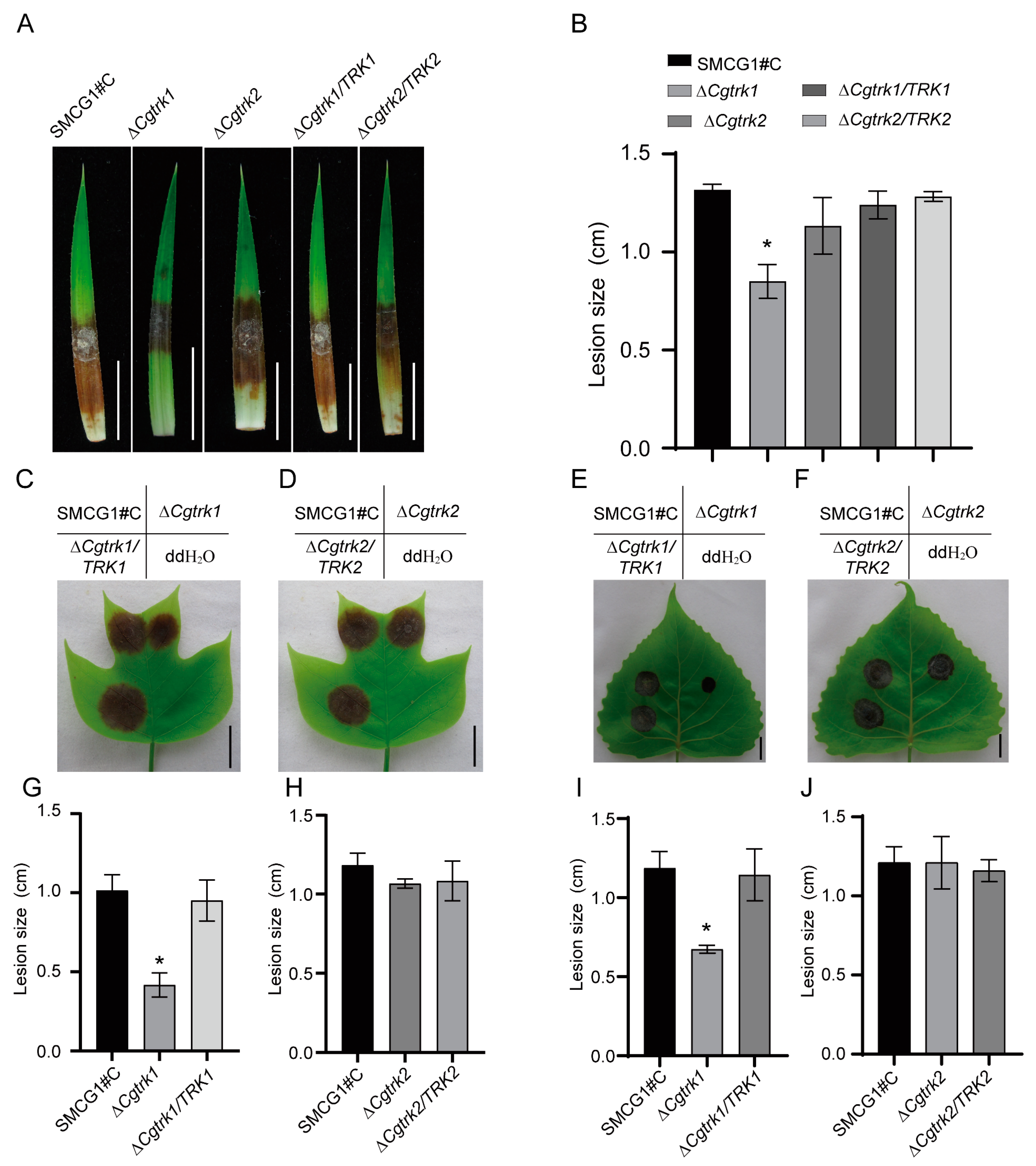 Forests 15 01044 g004