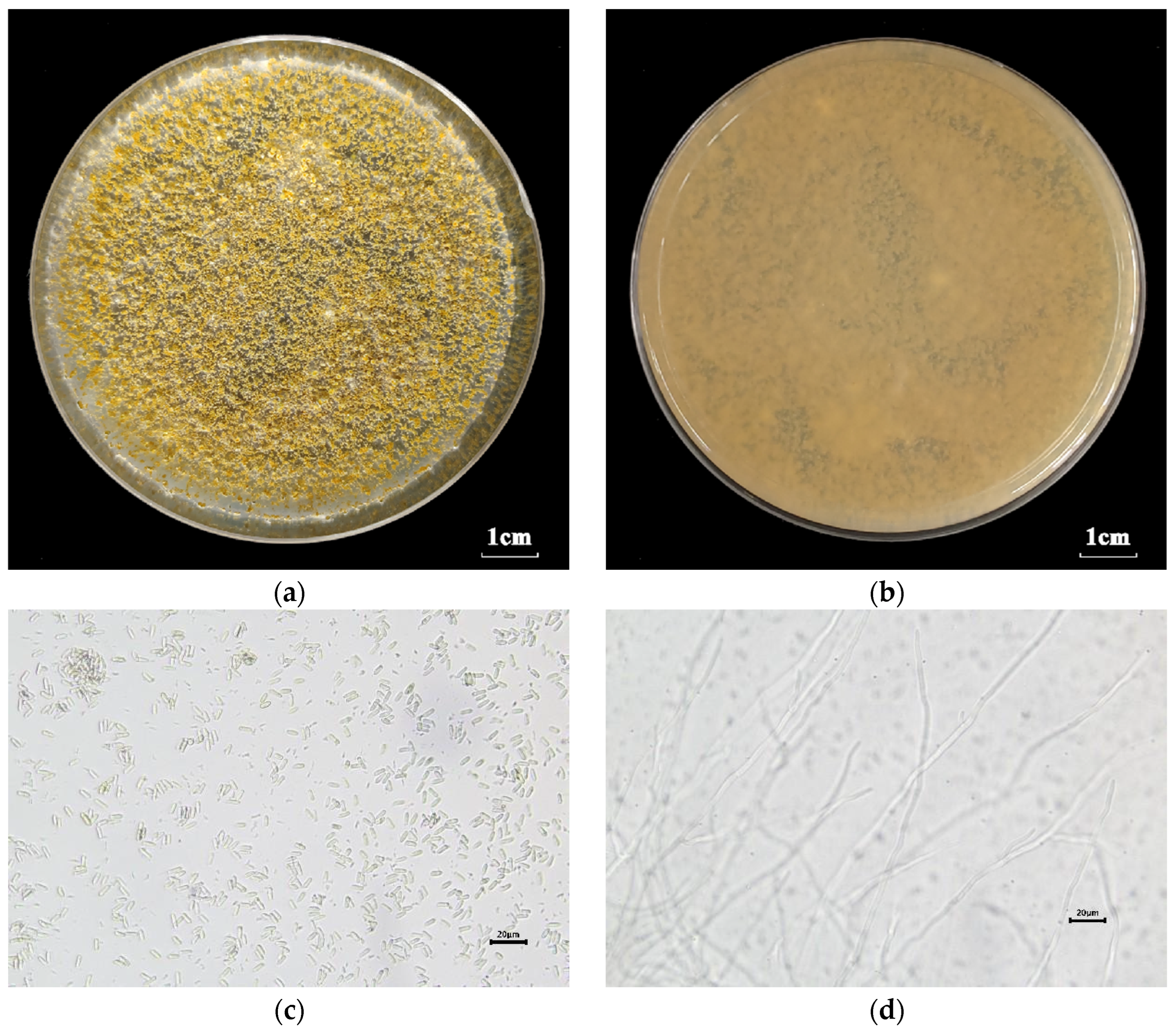 Forests 15 01045 g002