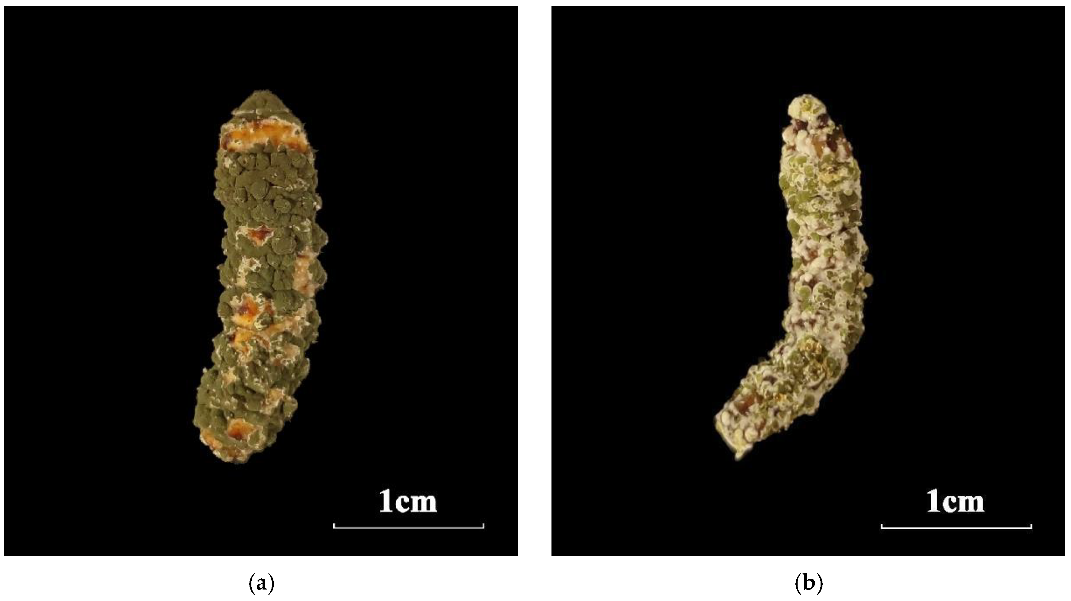 Forests 15 01045 g005