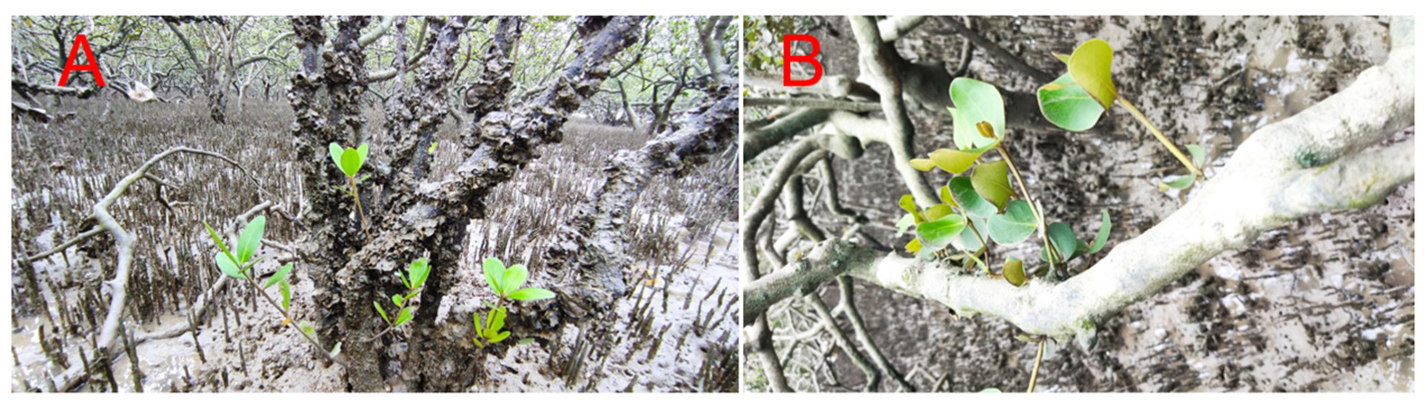 Forests 15 01048 g004