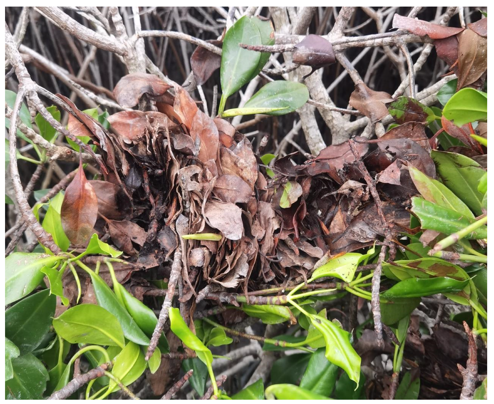 Forests 15 01048 g006