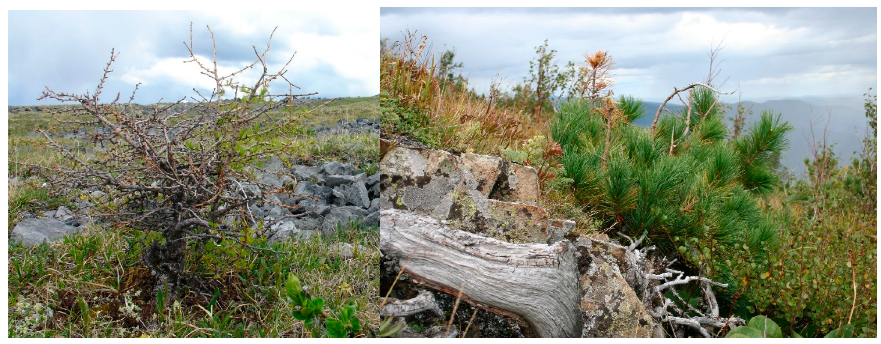 Forests 15 01054 g013