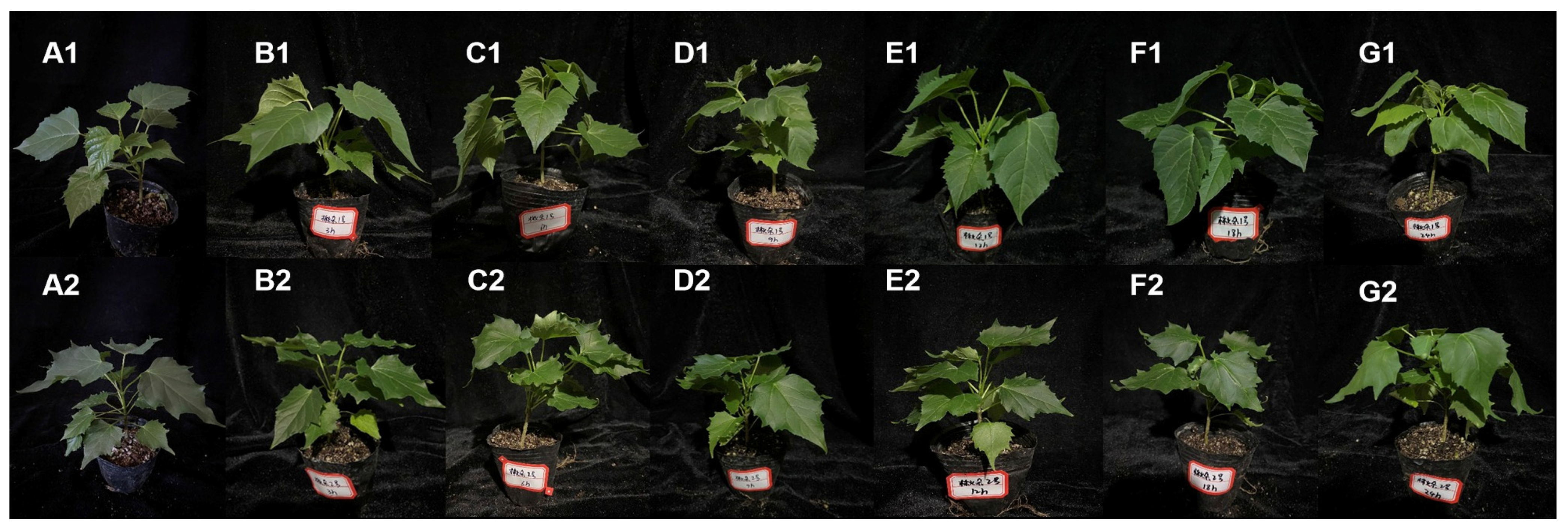 Forests 15 01063 g001