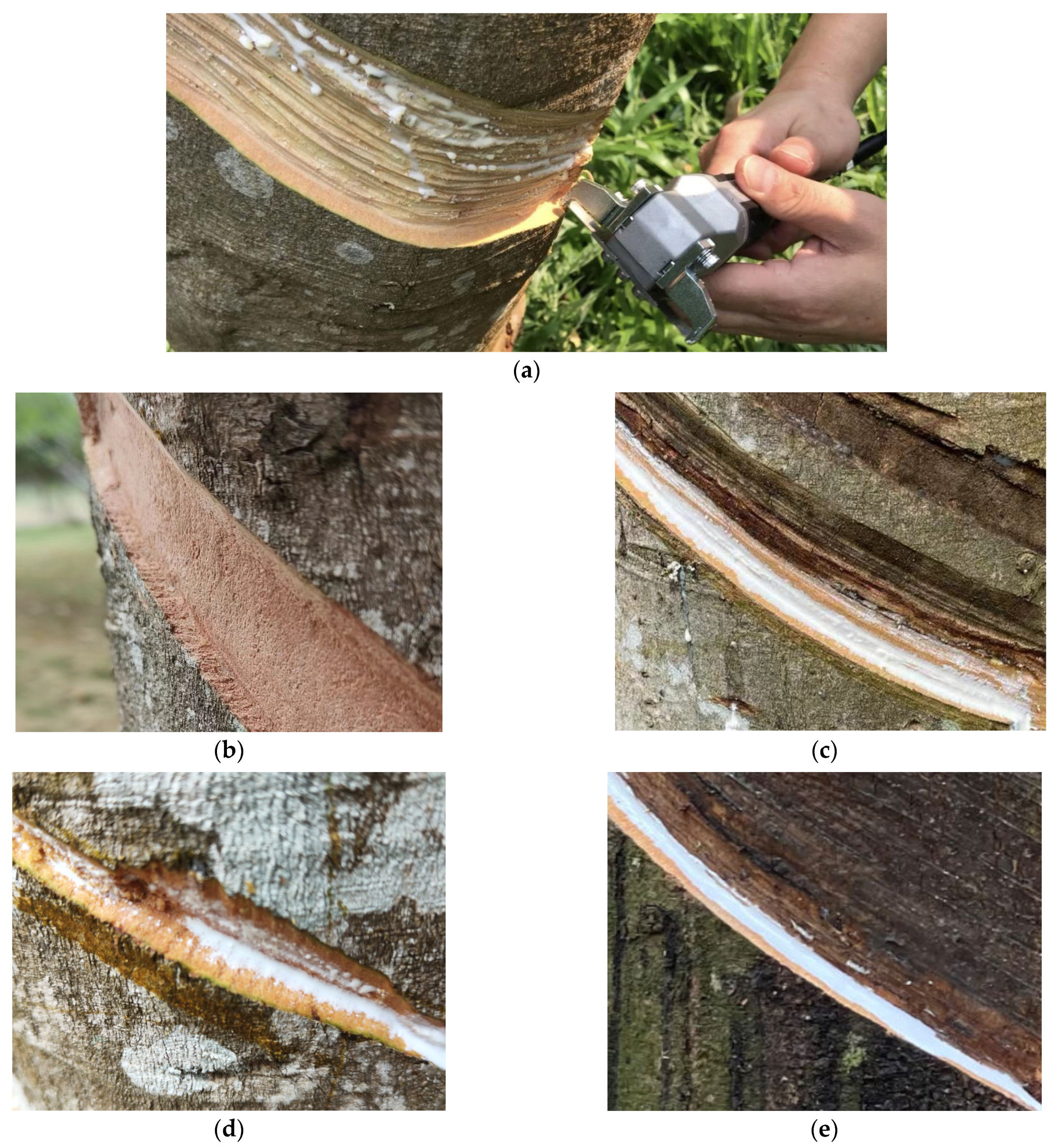 Forests 15 01071 g010