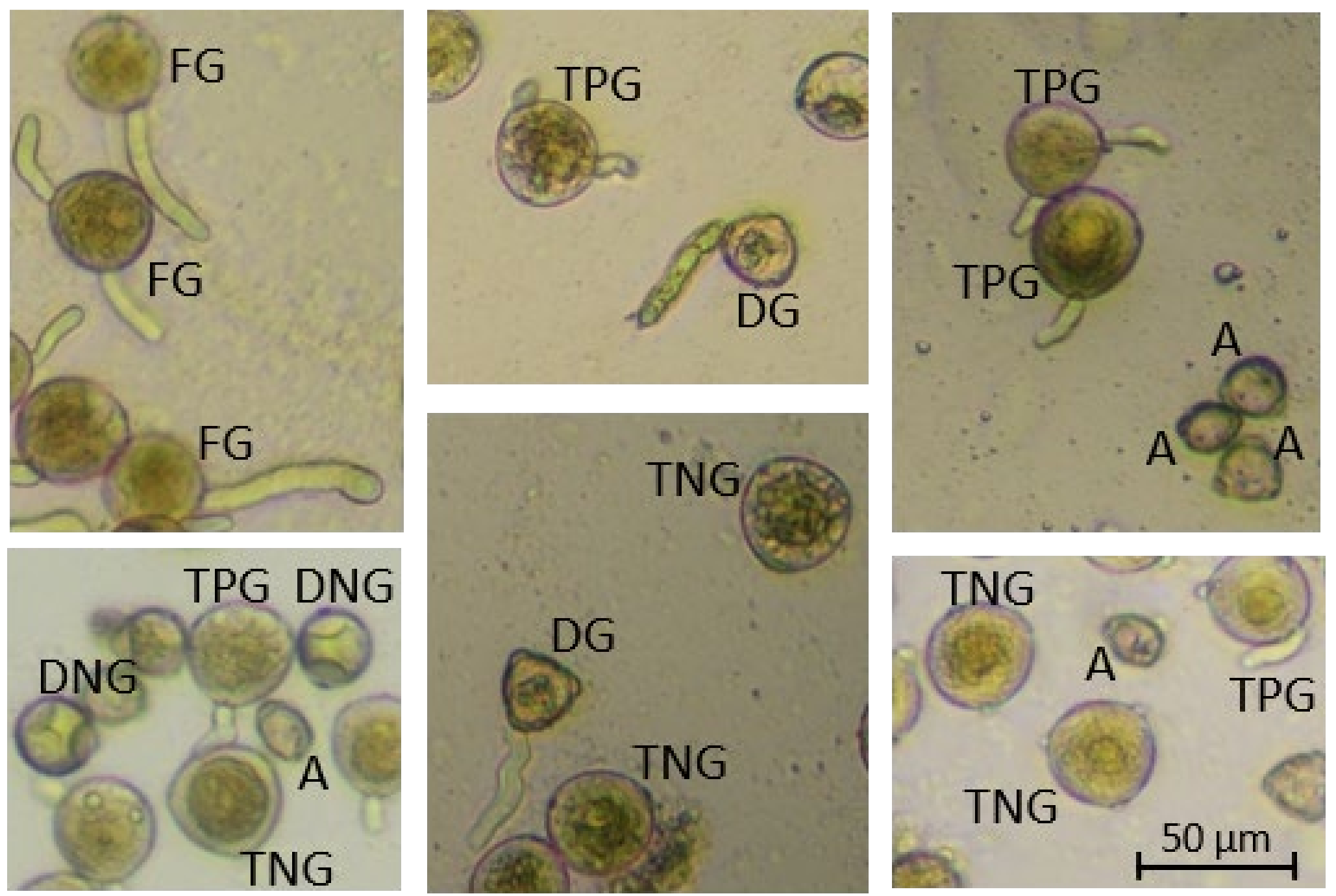 Forests 15 01095 g001