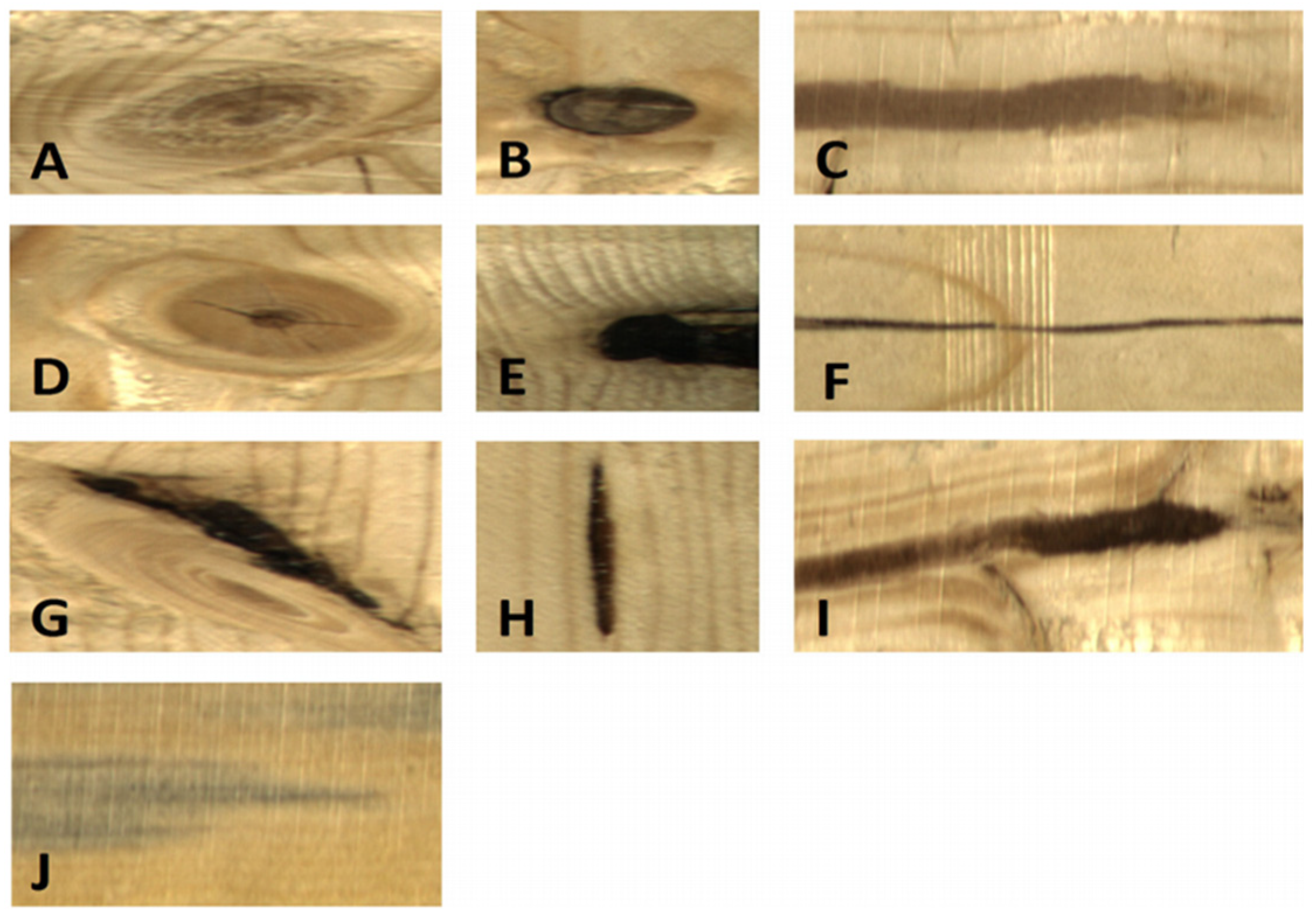 Forests 15 01096 g001