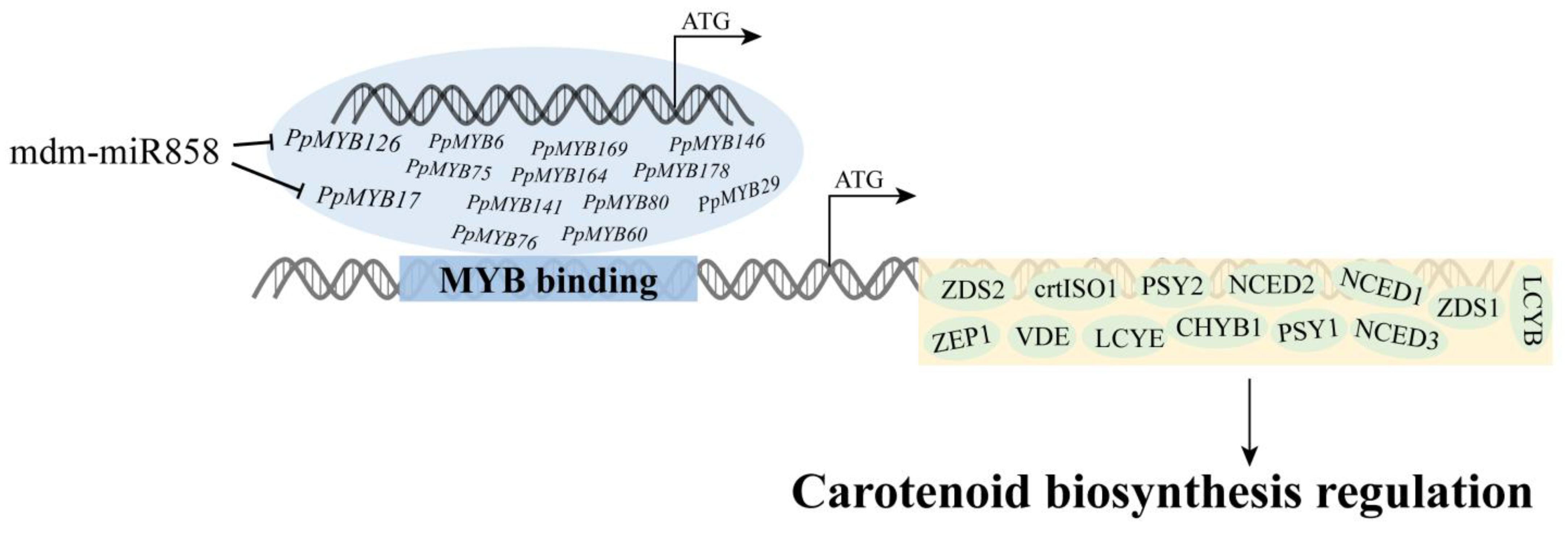 Forests 15 01119 g011