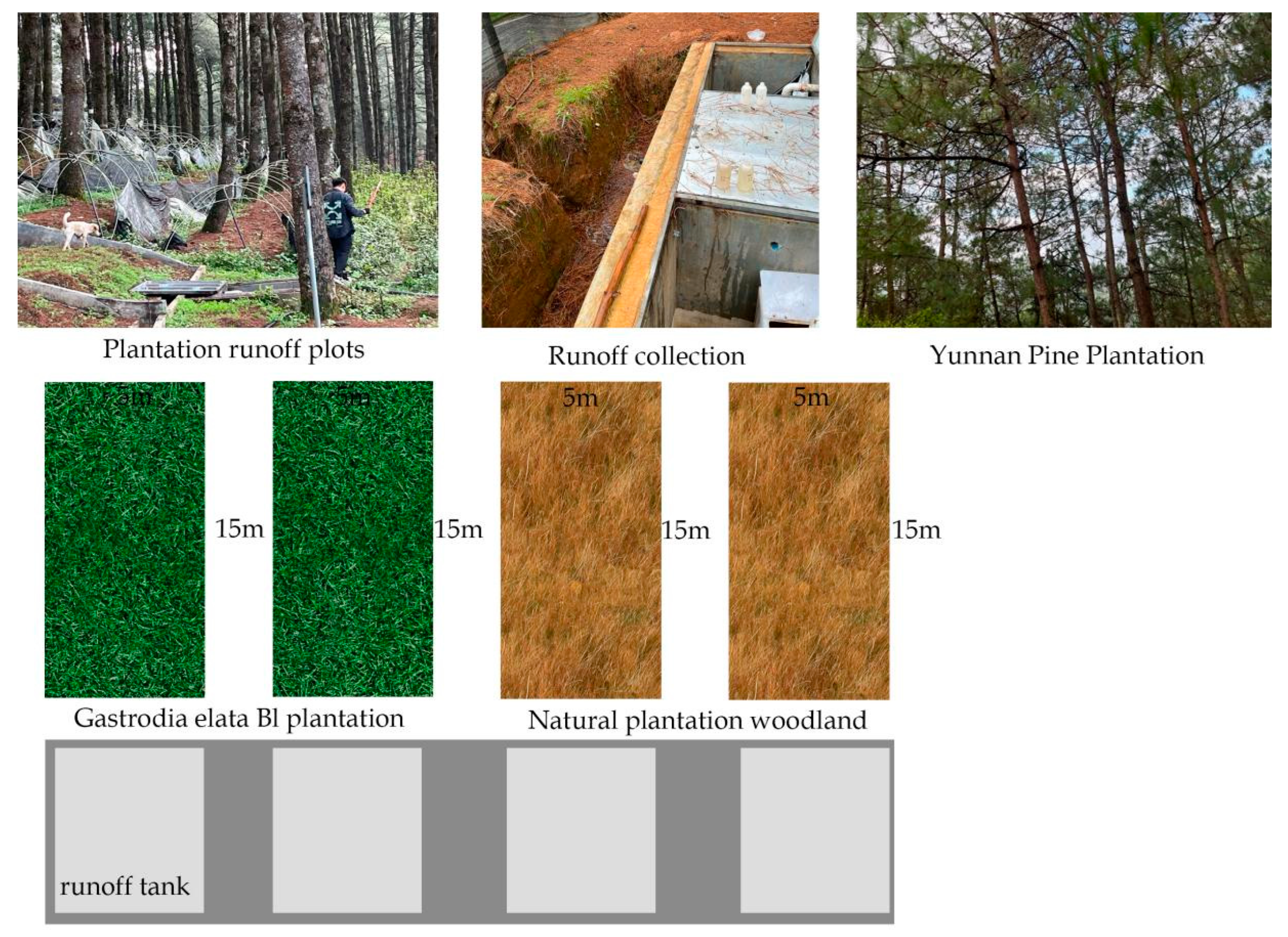 Forests 15 01127 g002
