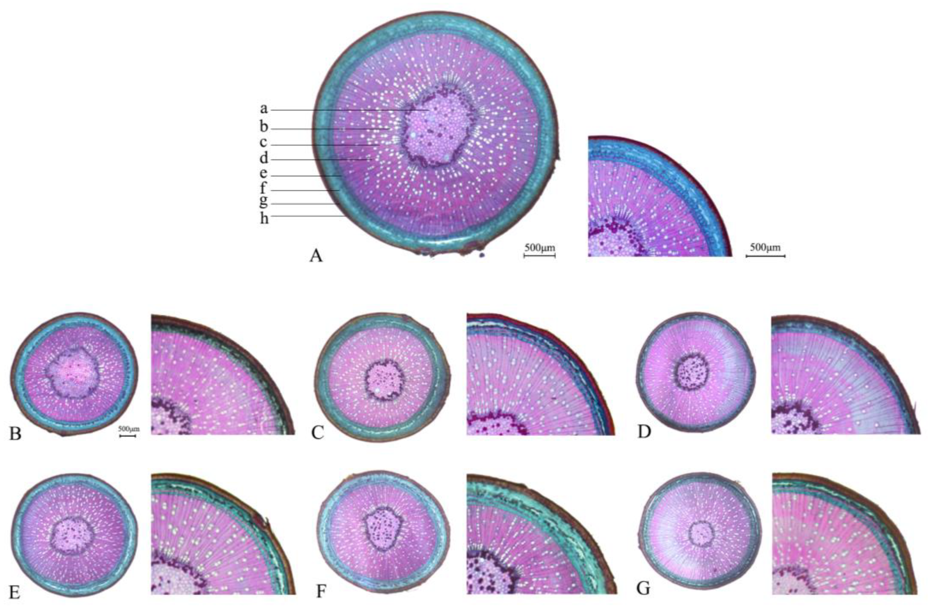 Forests 15 01130 g006