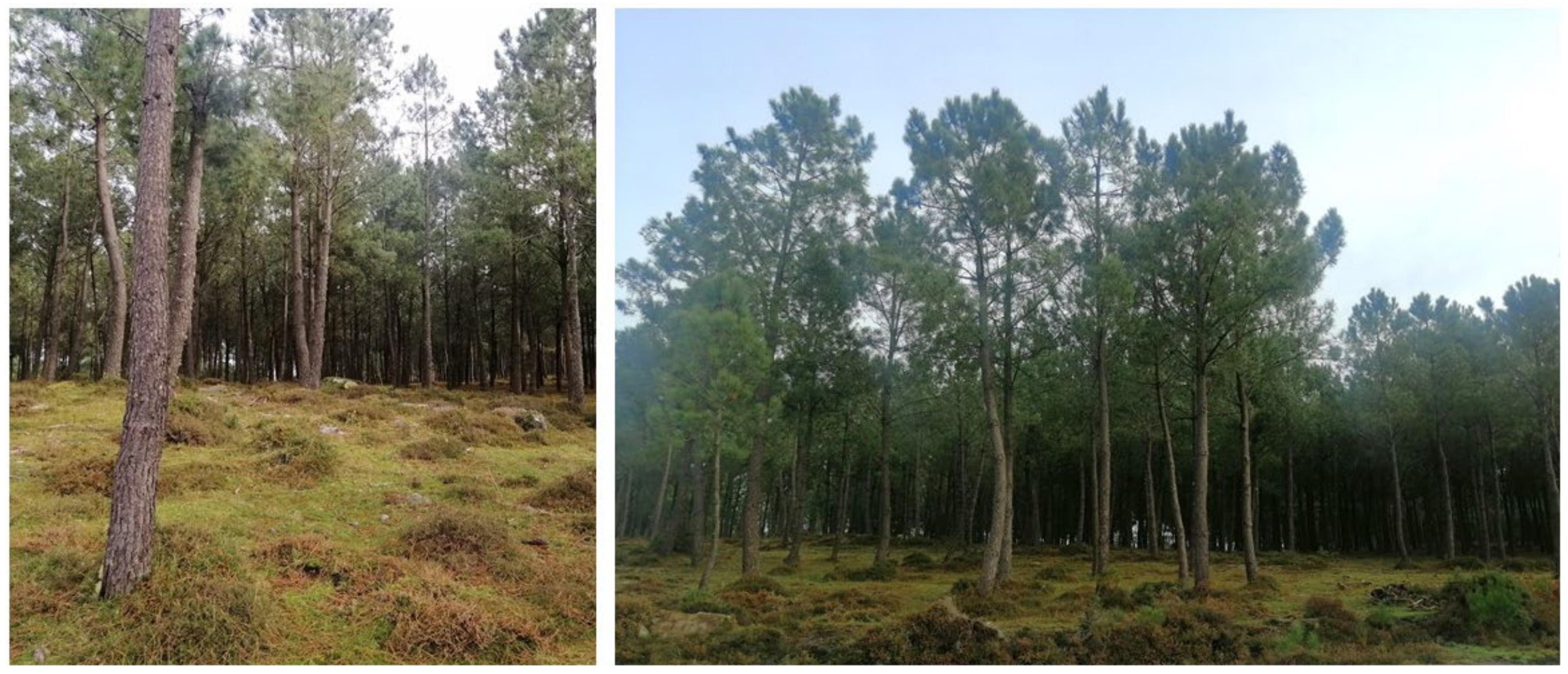 Forests 15 01133 g002