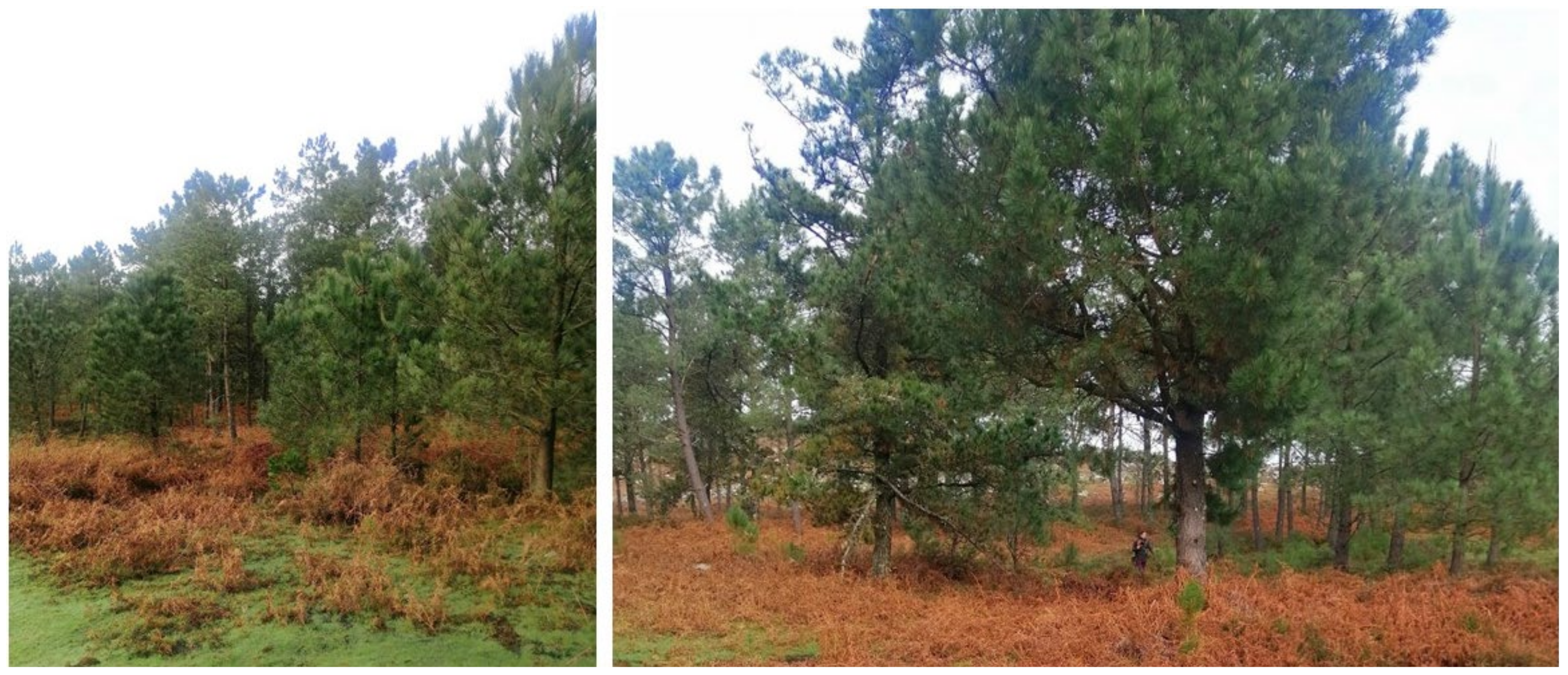 Forests 15 01133 g003