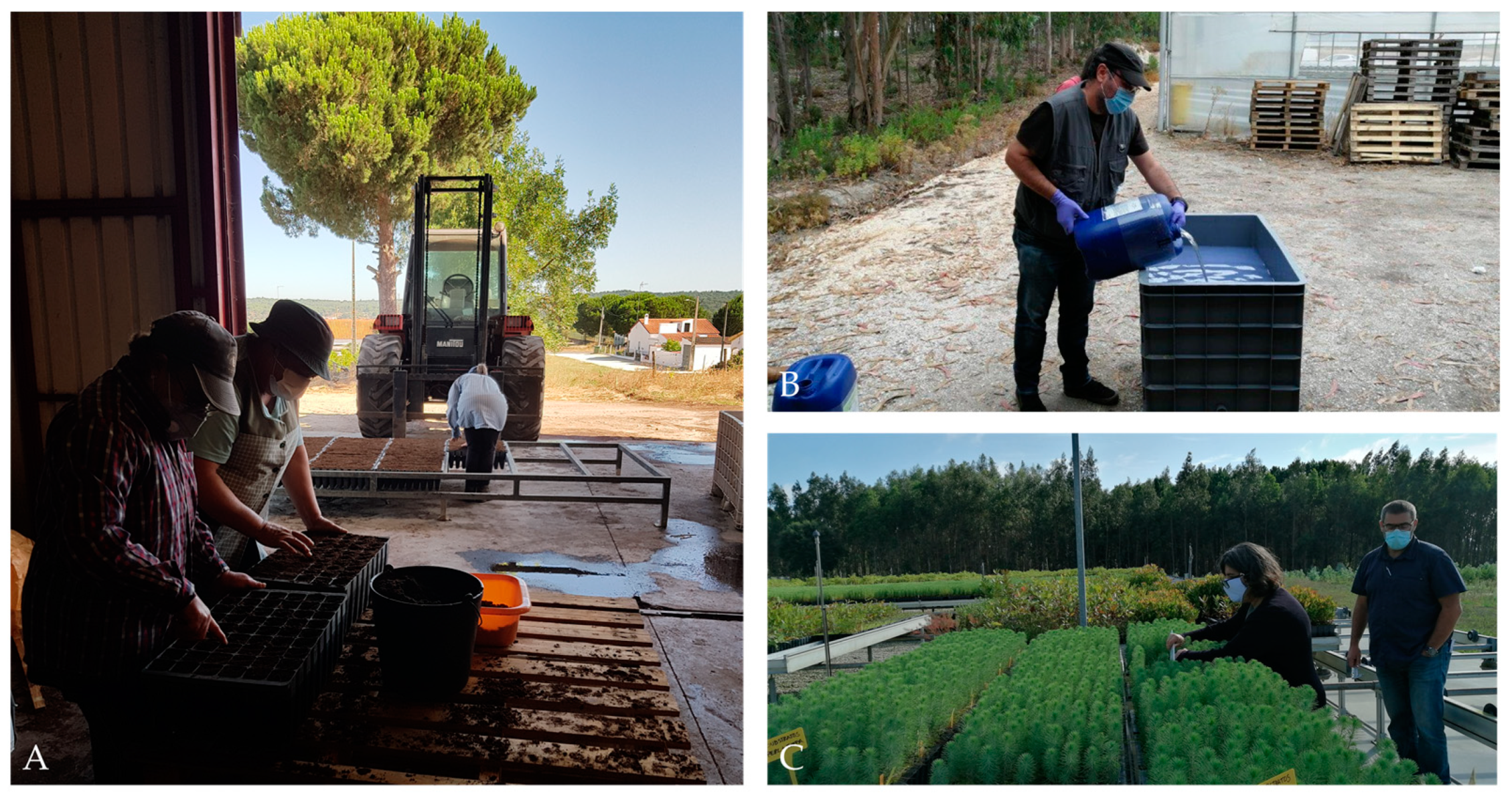 Forests 15 01154 g002