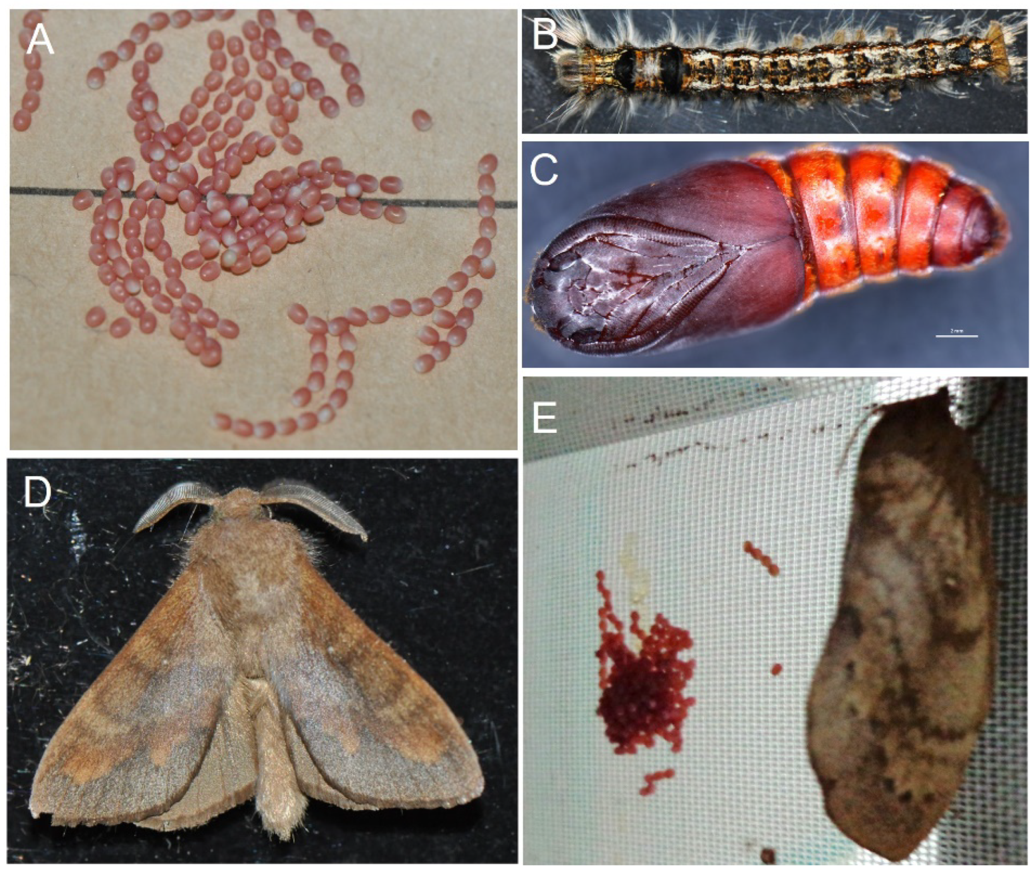 Forests 15 01157 g001