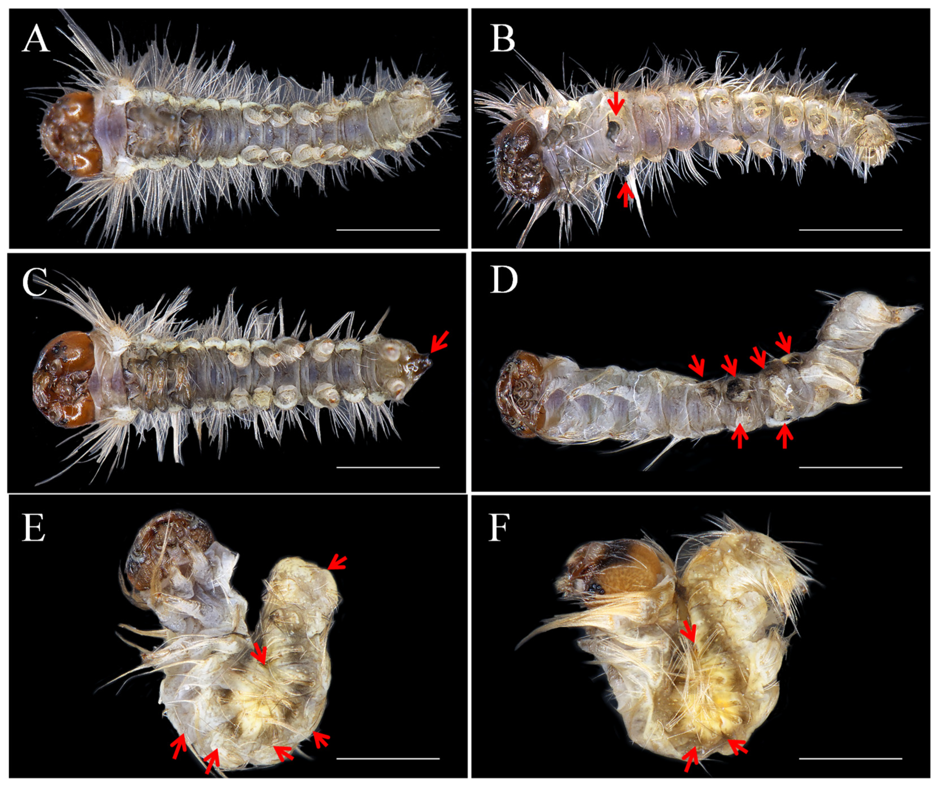 Forests 15 01157 g004