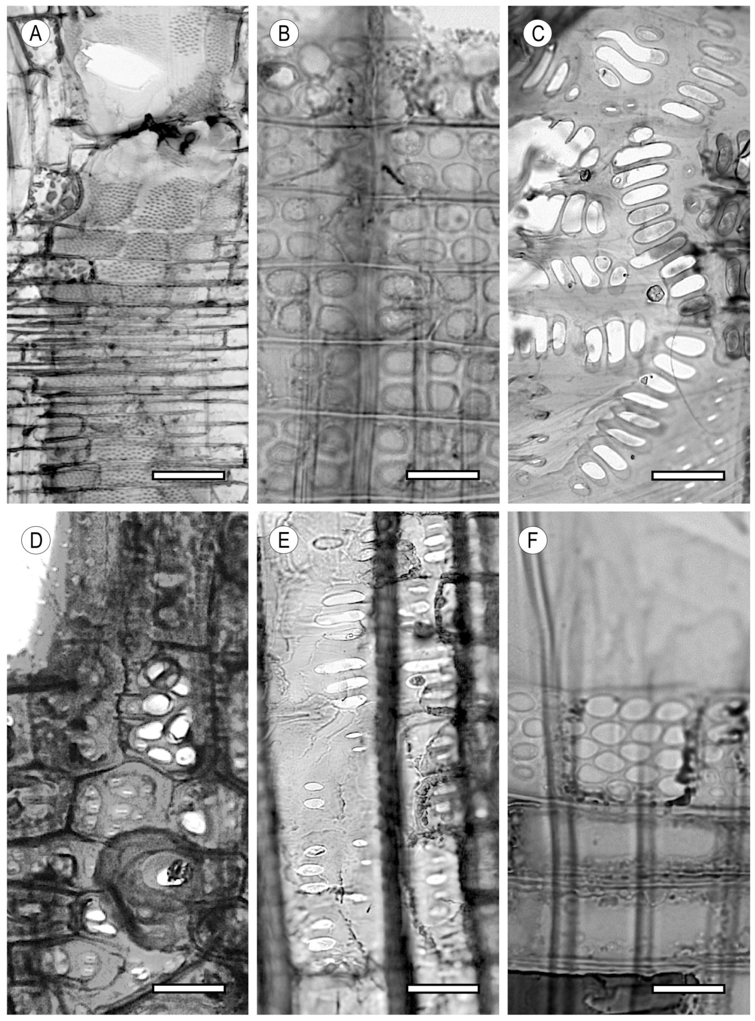 Forests 15 01162 g004