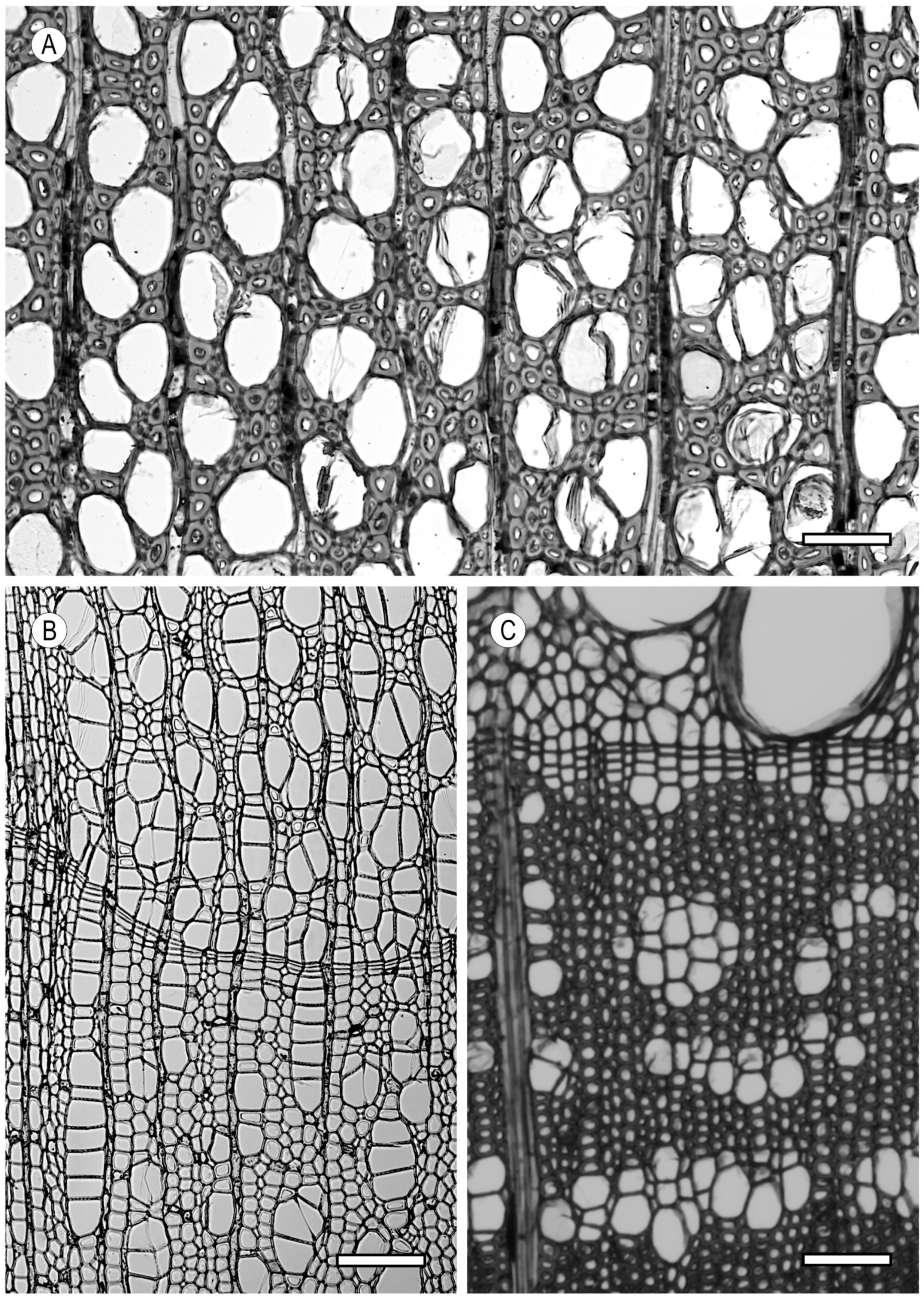 Forests 15 01162 g006